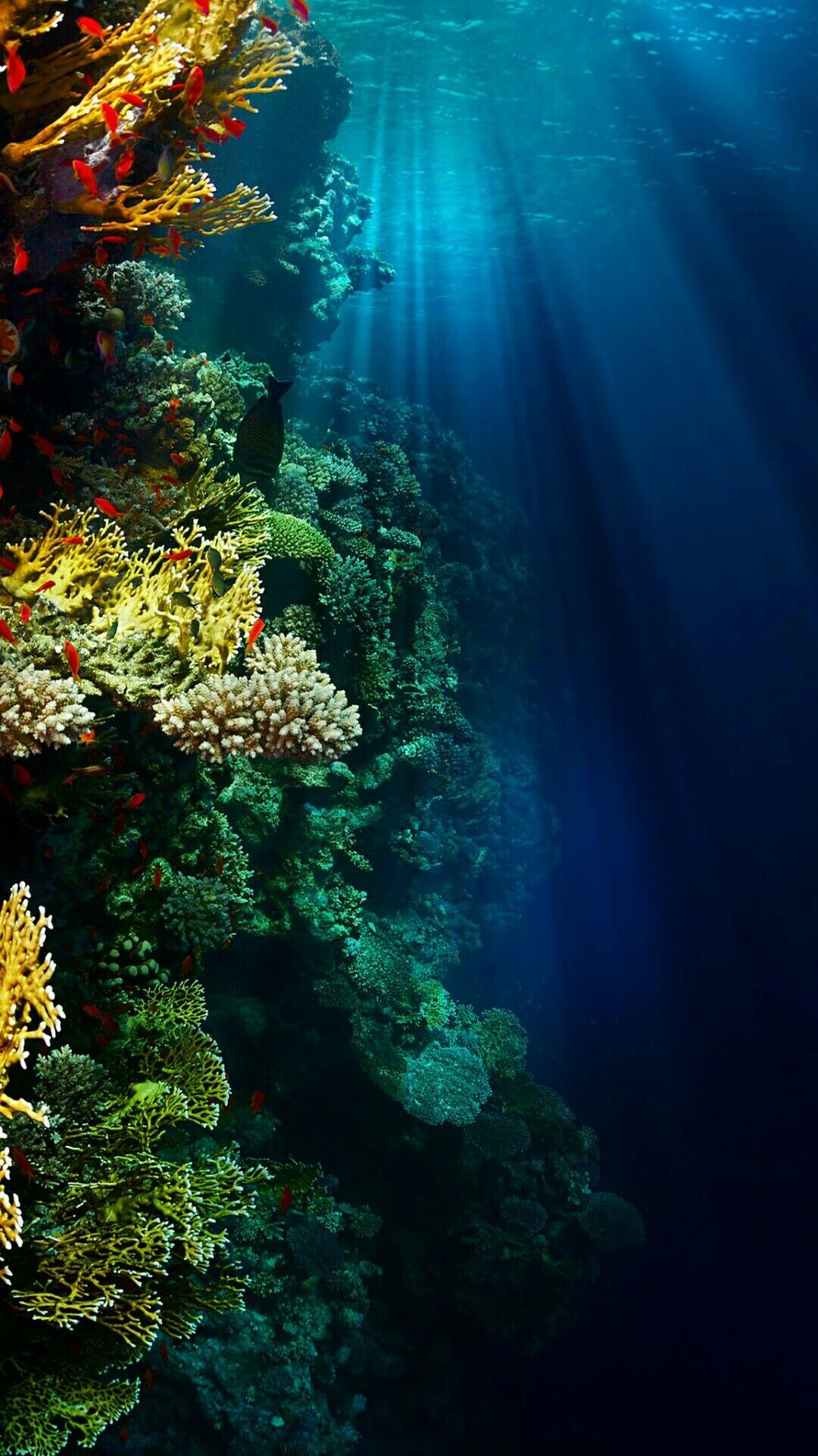 4K Ultra Hd Underwater Wallpapers