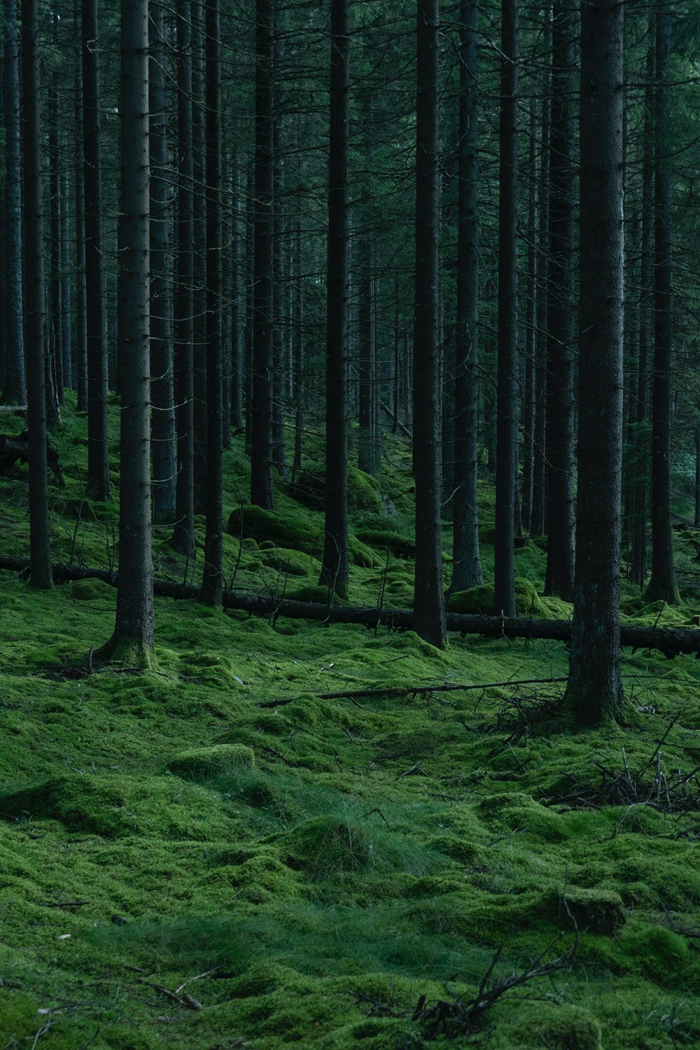 4K Ultra High Resolution Forest Wallpapers