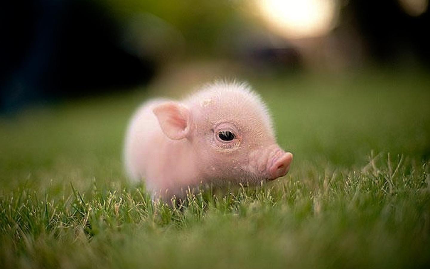 Adorable Baby Pigs Wallpapers