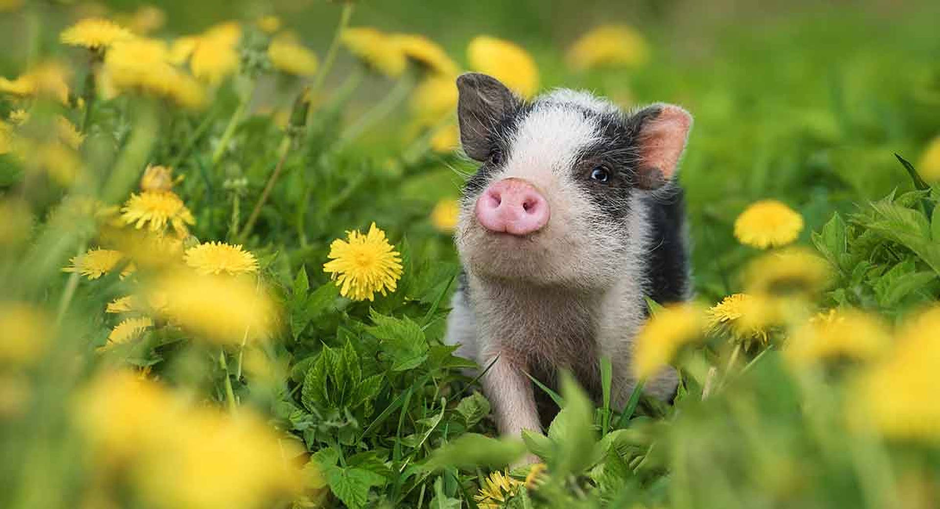 Adorable Baby Pigs Wallpapers