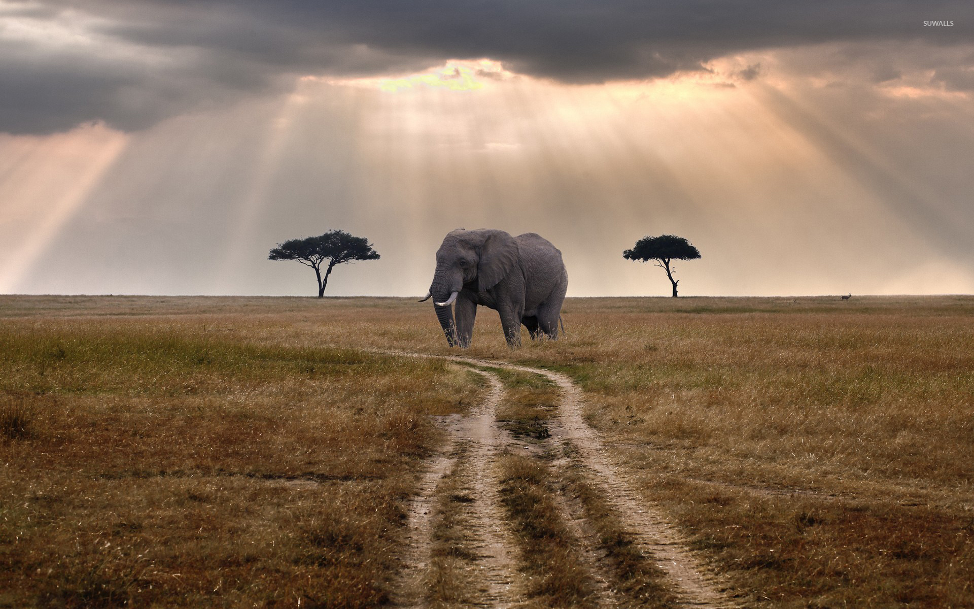 African Elephant Wallpapers
