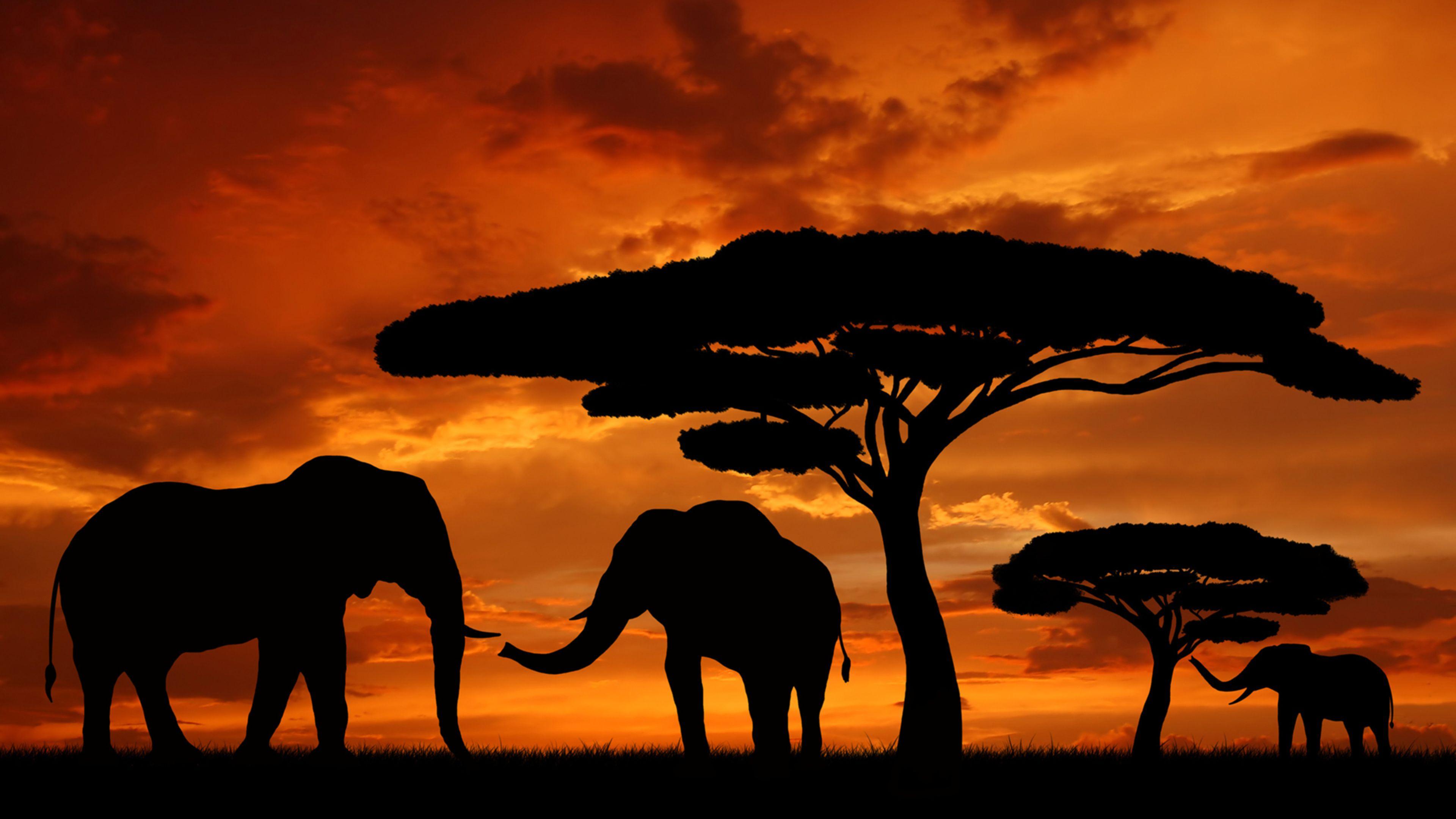 African Sunset Wallpapers