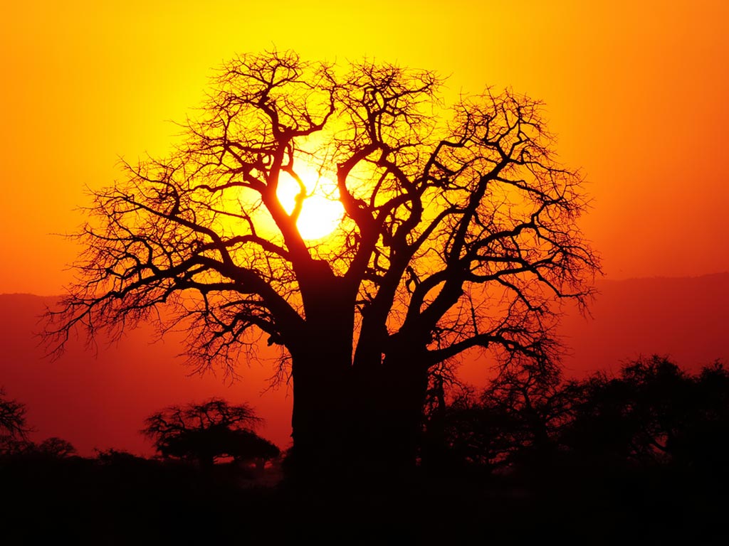 African Sunset Wallpapers