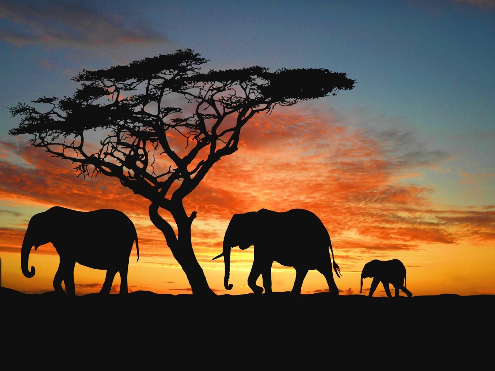 African Sunset Wallpapers