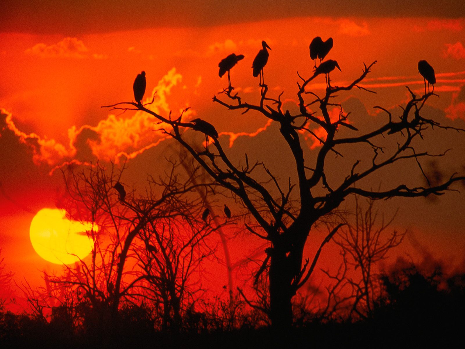 African Sunset Wallpapers