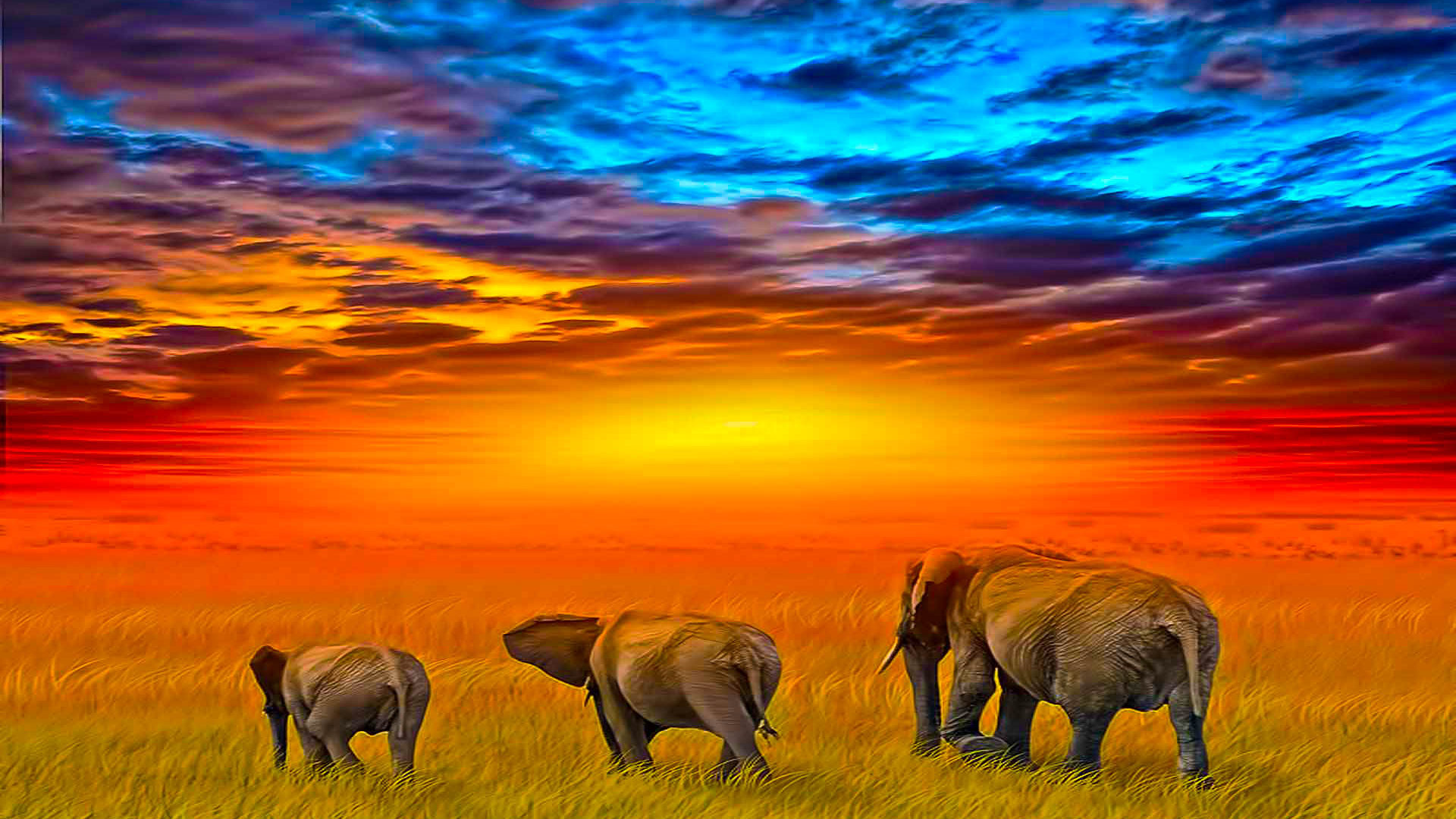 African Sunset Wallpapers