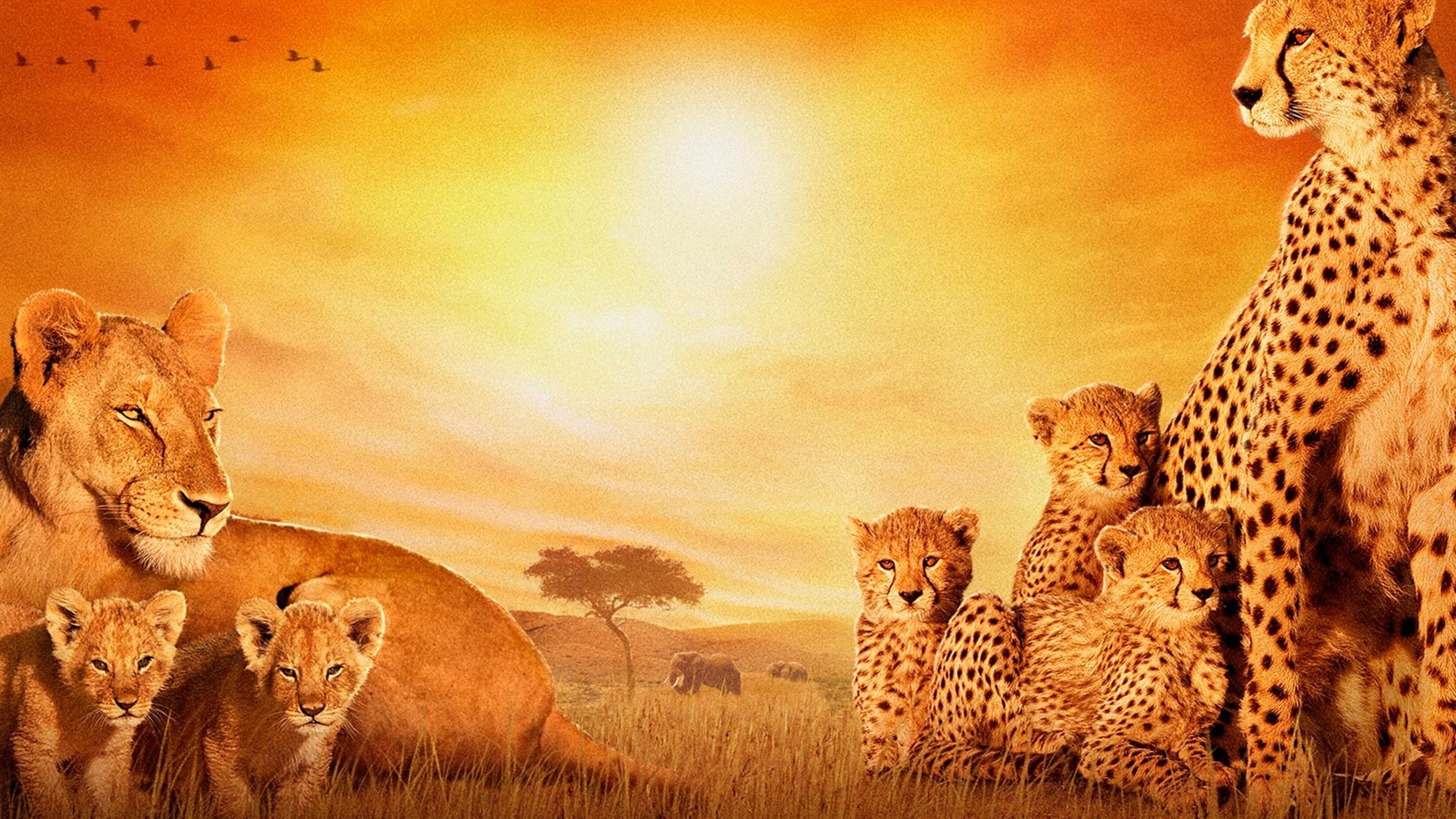 African Wallpapers