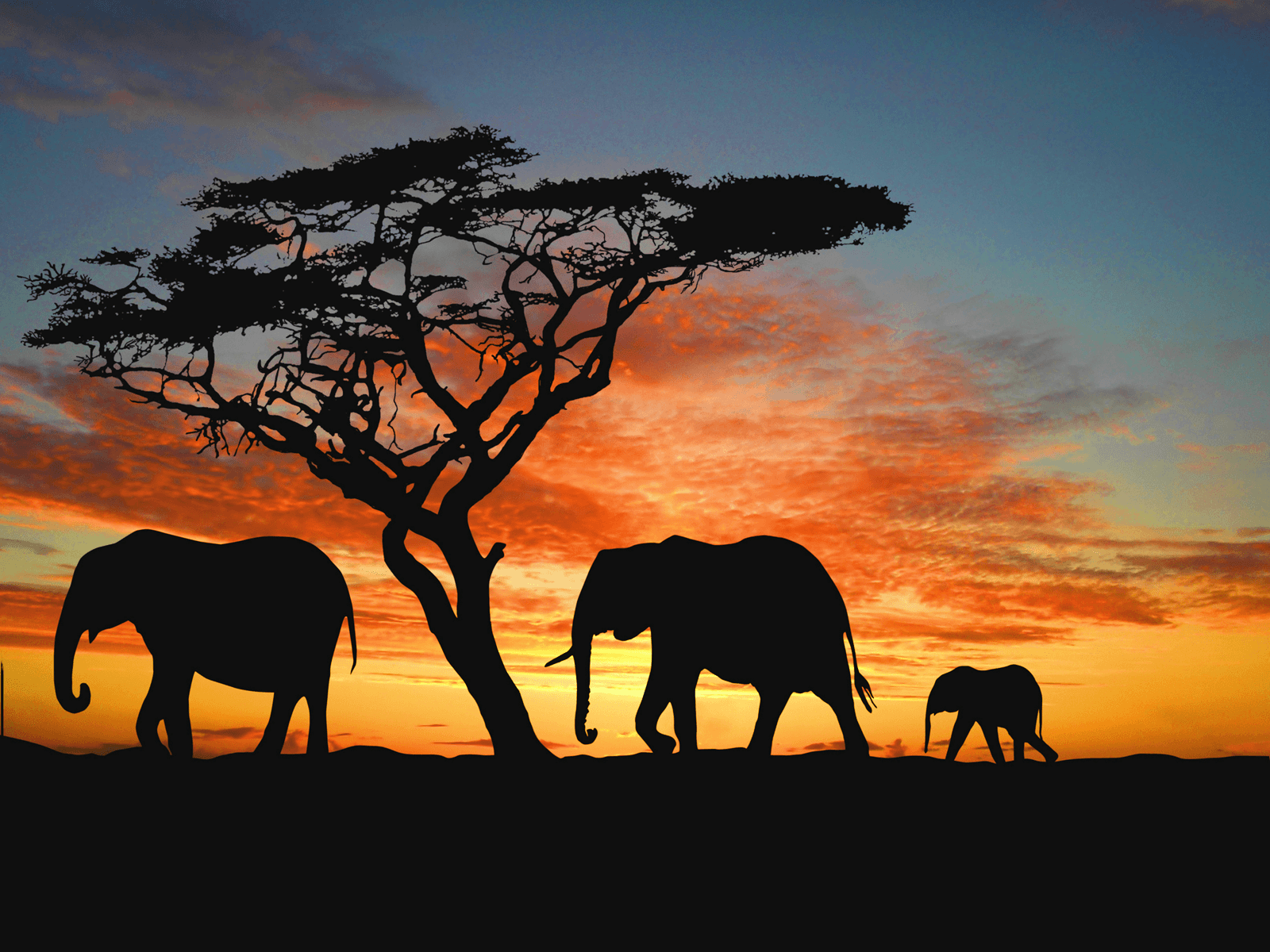 African Wallpapers