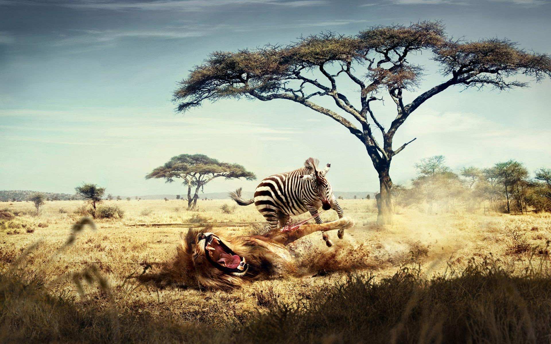 African Wallpapers