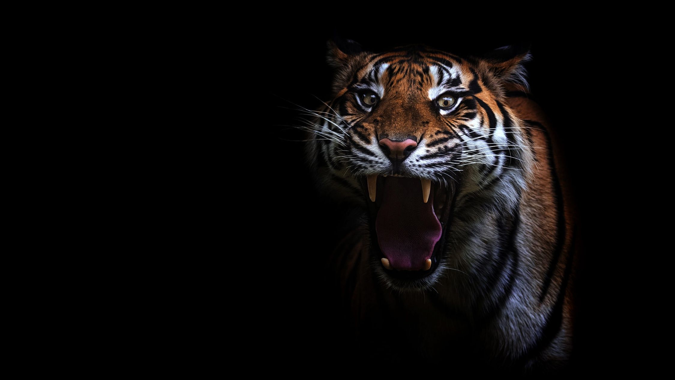 Aggressive Tiger Wallpapers