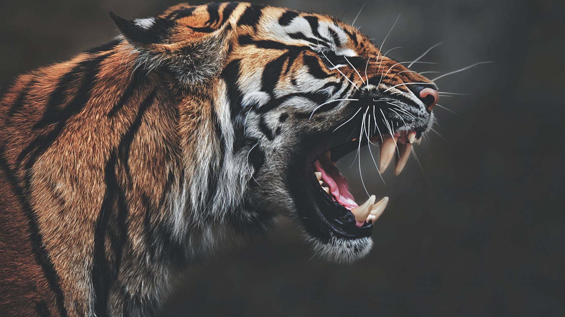 Aggressive Tiger Wallpapers