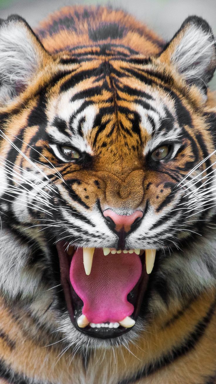 Aggressive Tiger Wallpapers