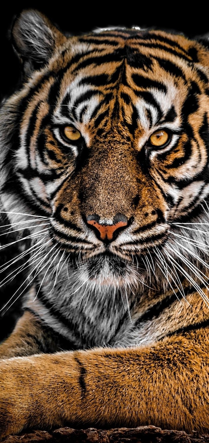 Aggressive Tiger Wallpapers