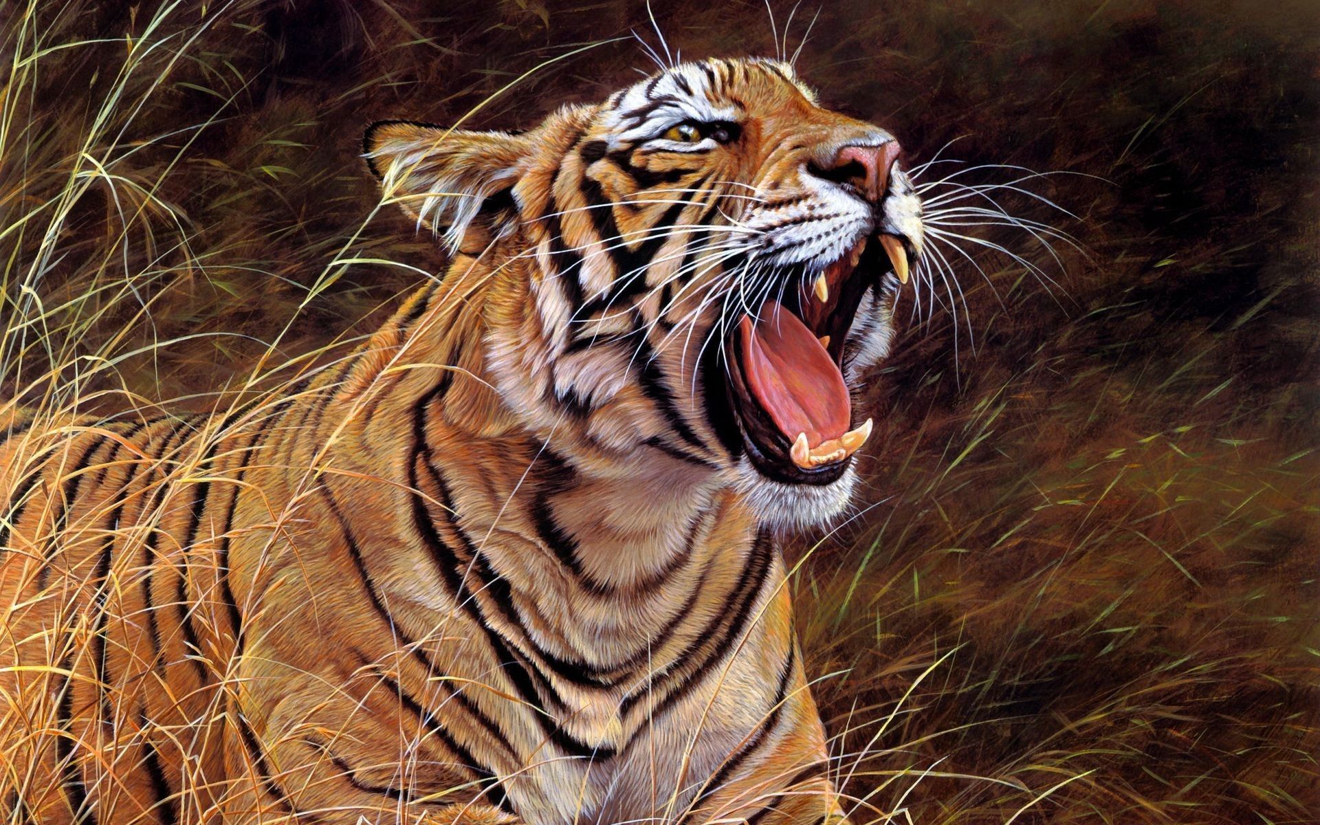 Aggressive Tiger Wallpapers