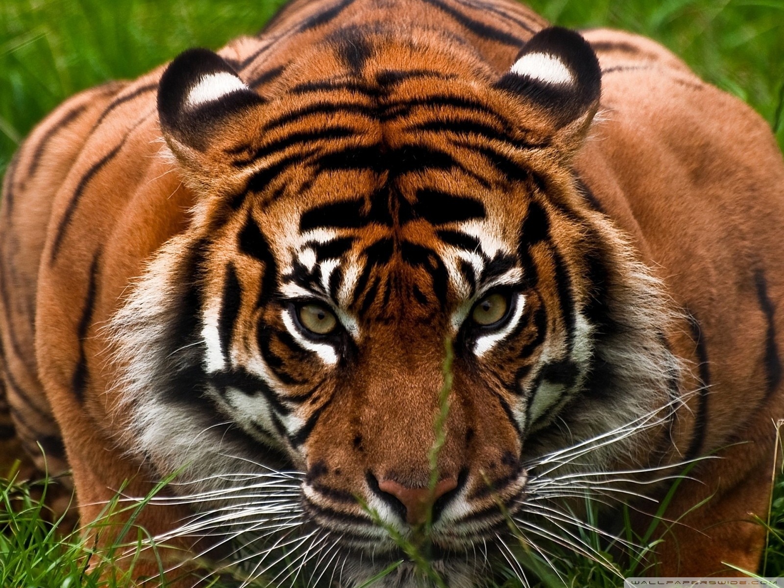 Aggressive Tiger Wallpapers