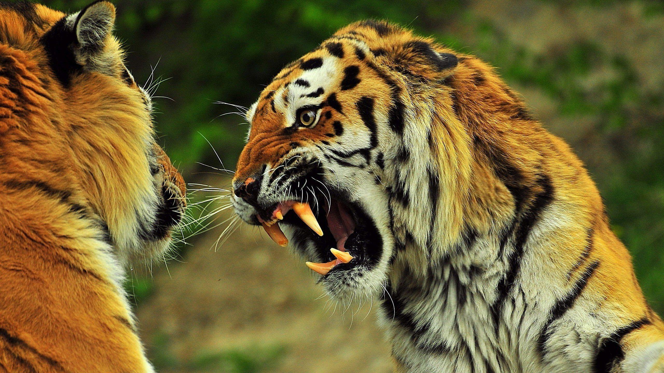 Aggressive Tiger Wallpapers