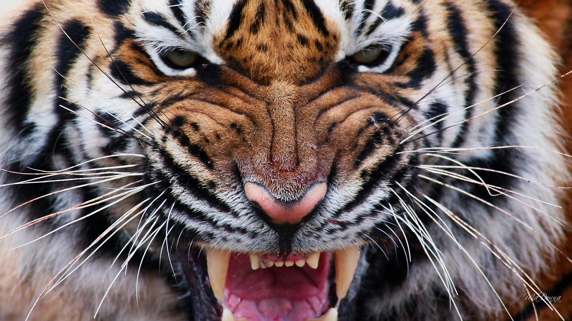 Aggressive Tiger Wallpapers