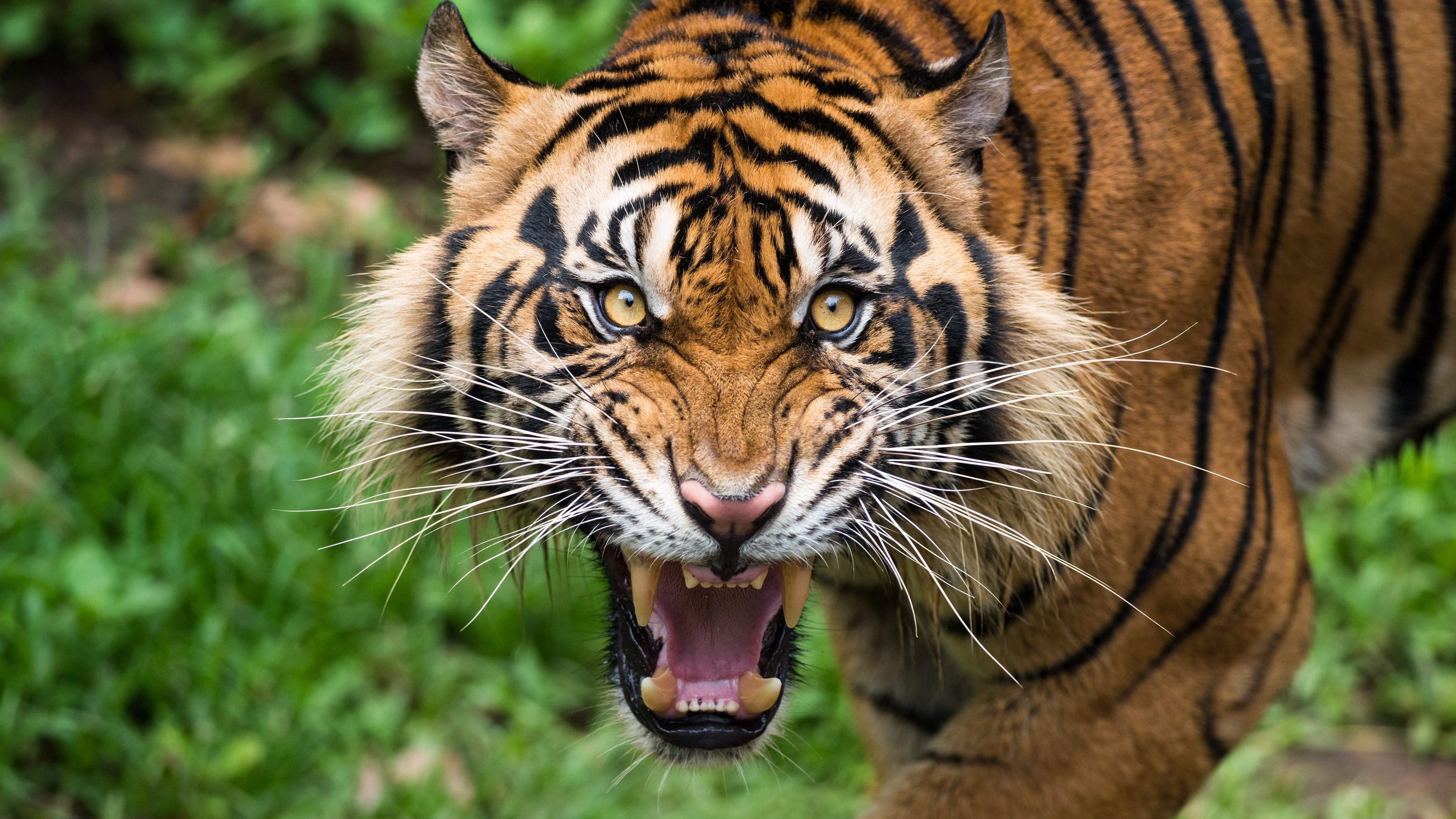 Aggressive Tiger Wallpapers