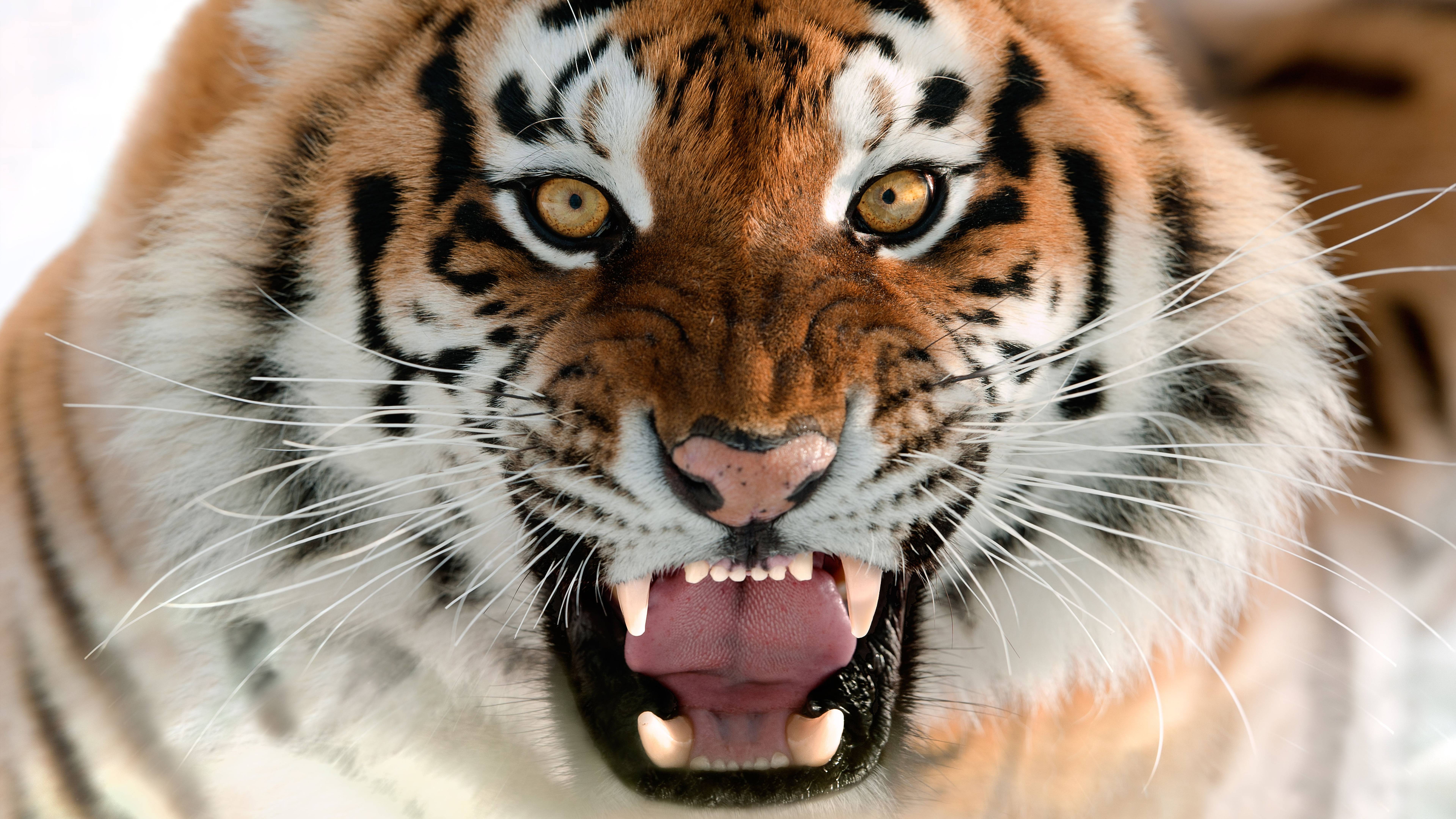 Aggressive Tiger Wallpapers