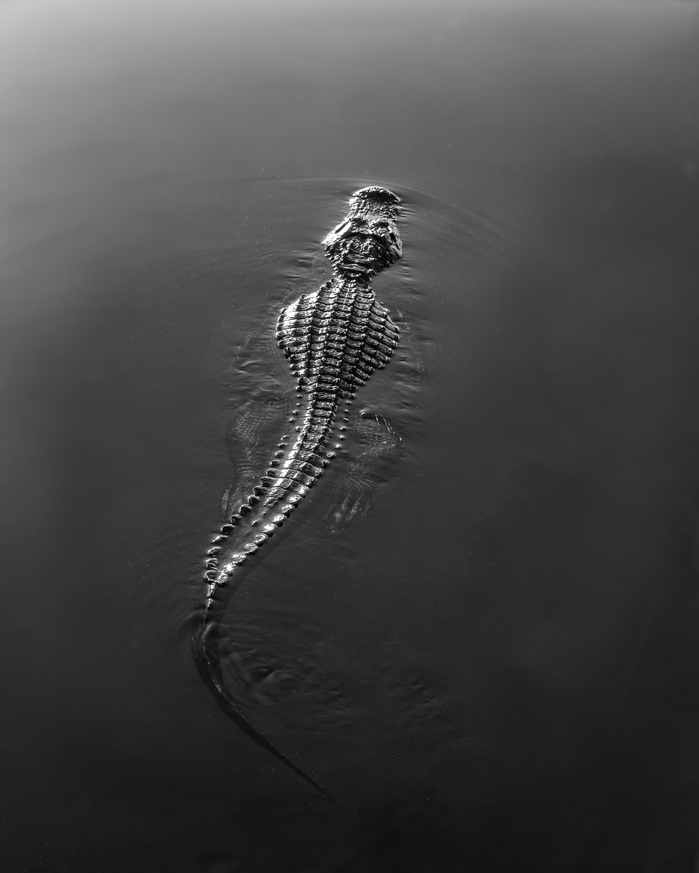 Alligator Iphone Wallpapers