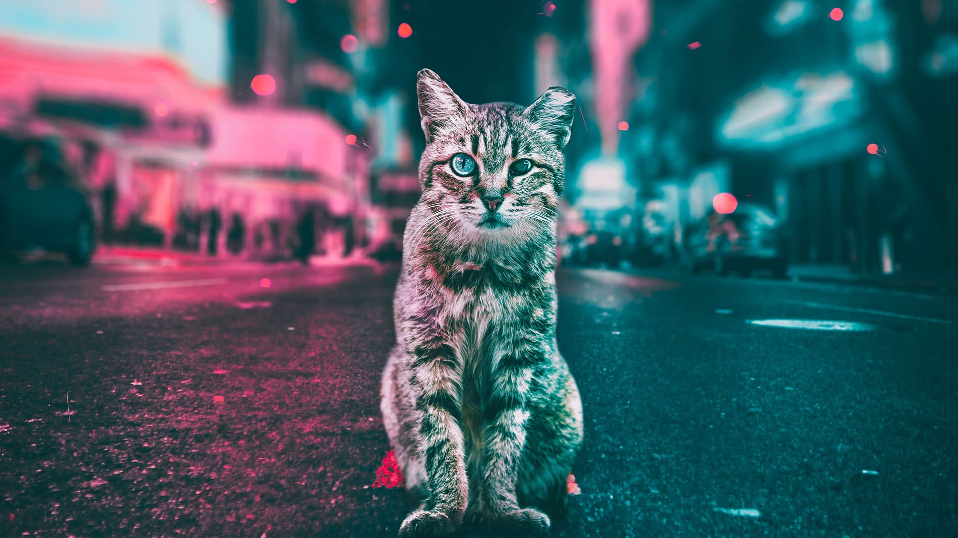 Amazing Cat Wallpapers