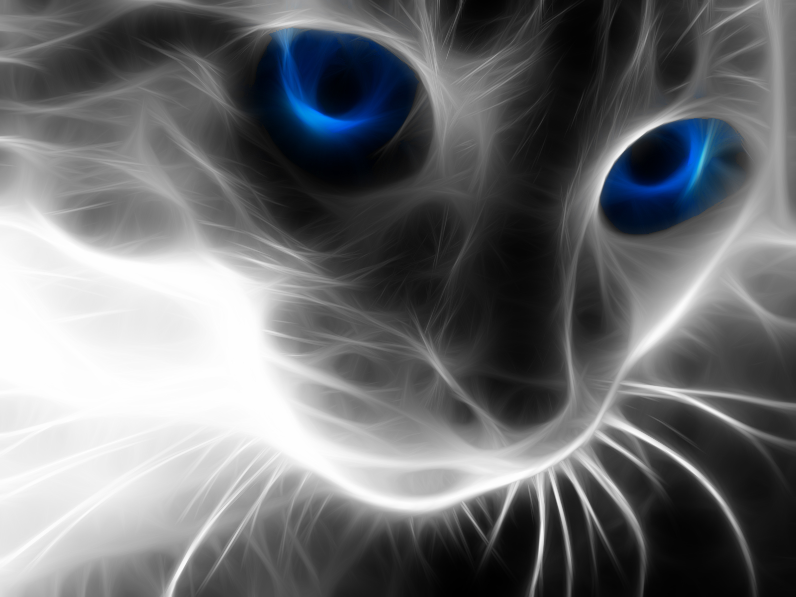 Amazing Cat Wallpapers