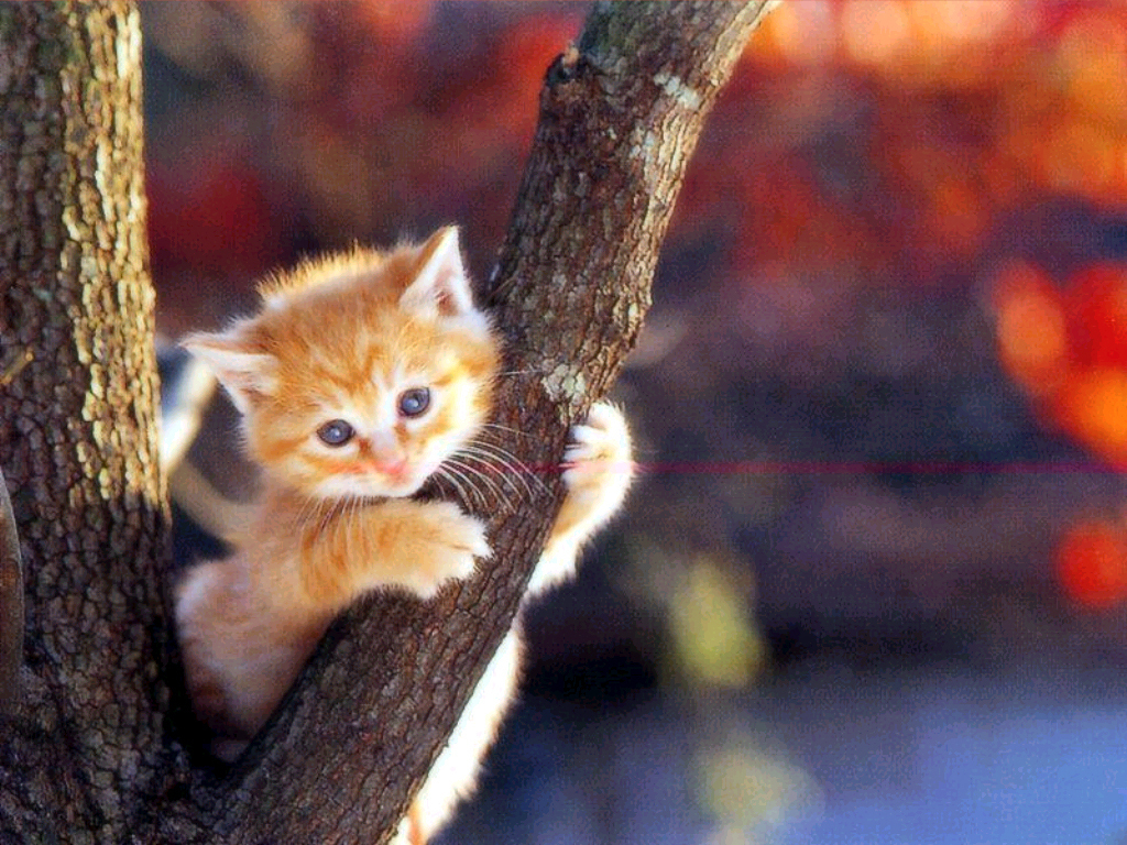 Amazing Cat Wallpapers