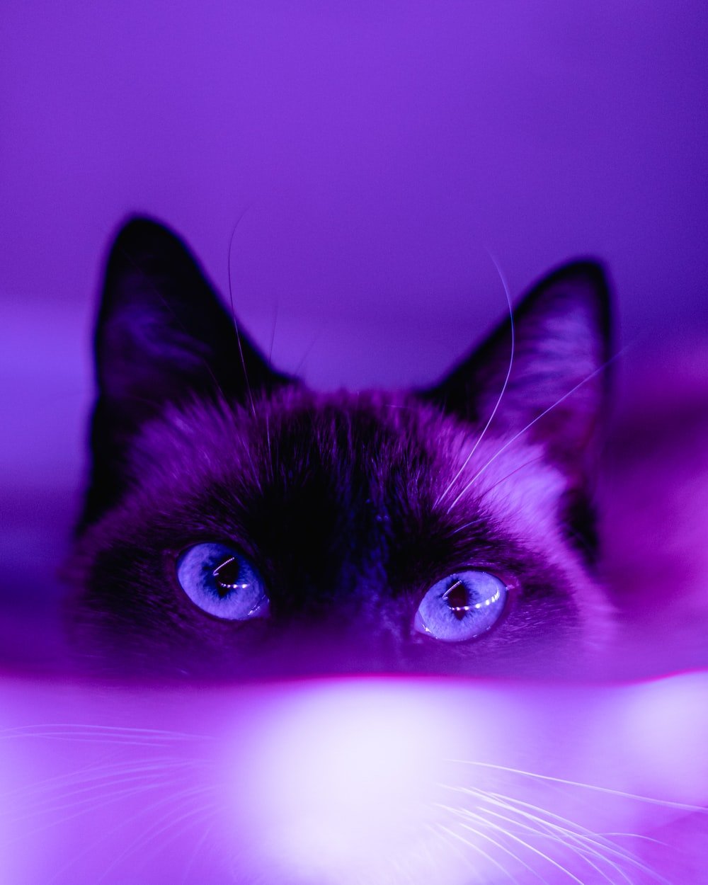 Amazing Cat Wallpapers