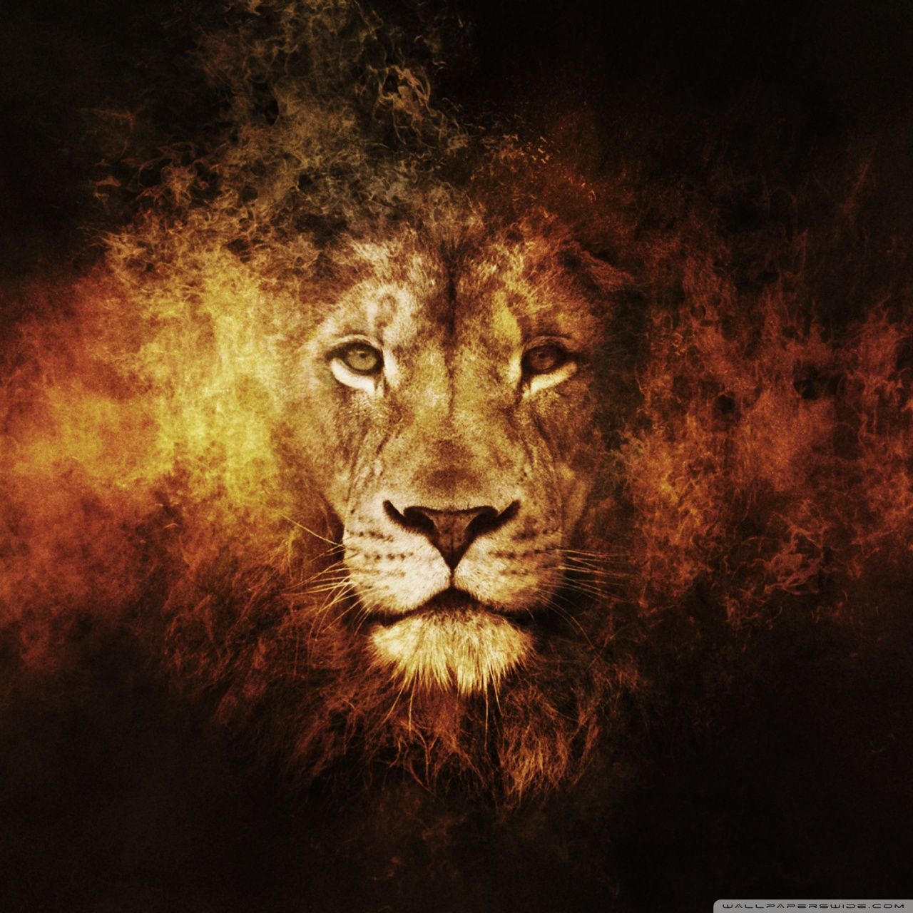 Amazing Lion Wallpapers