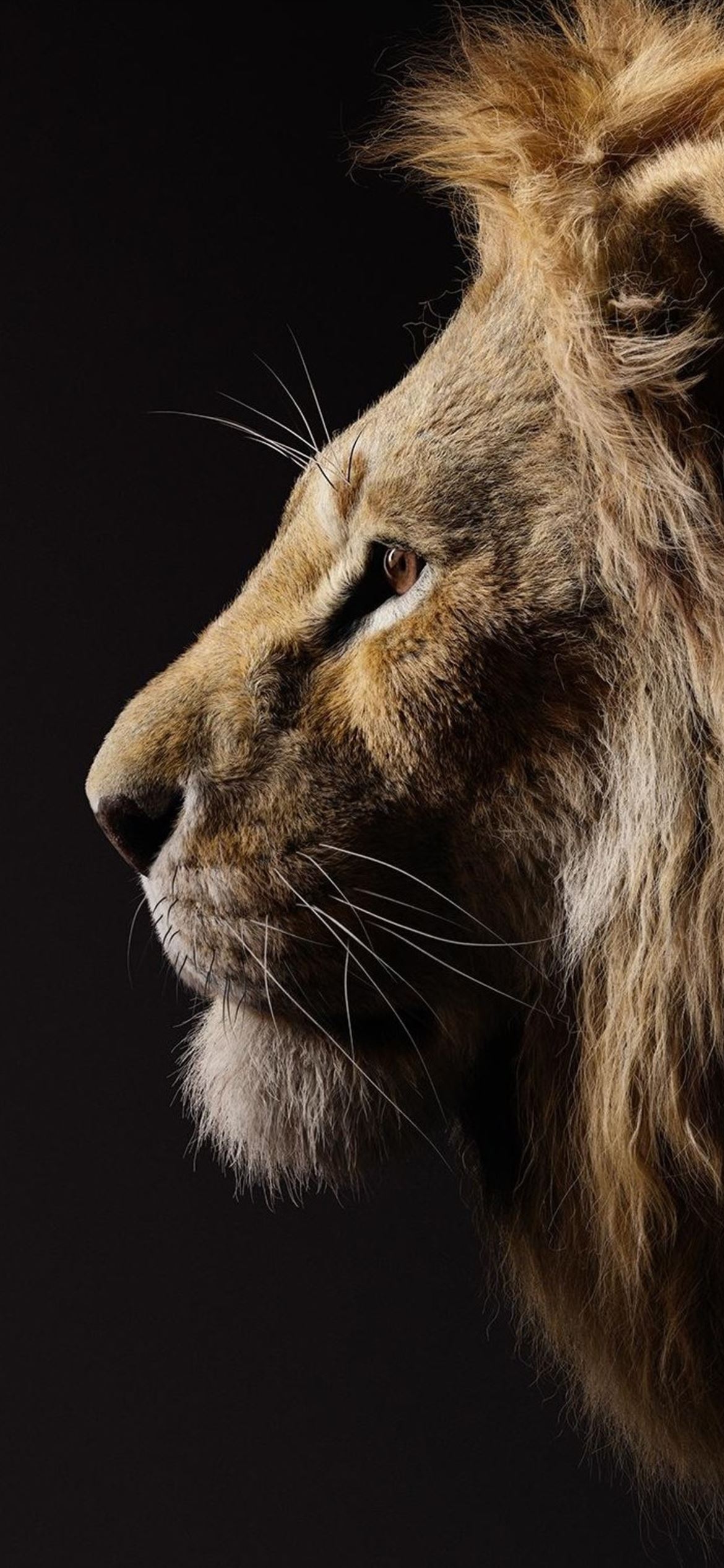 Amazing Lion Wallpapers