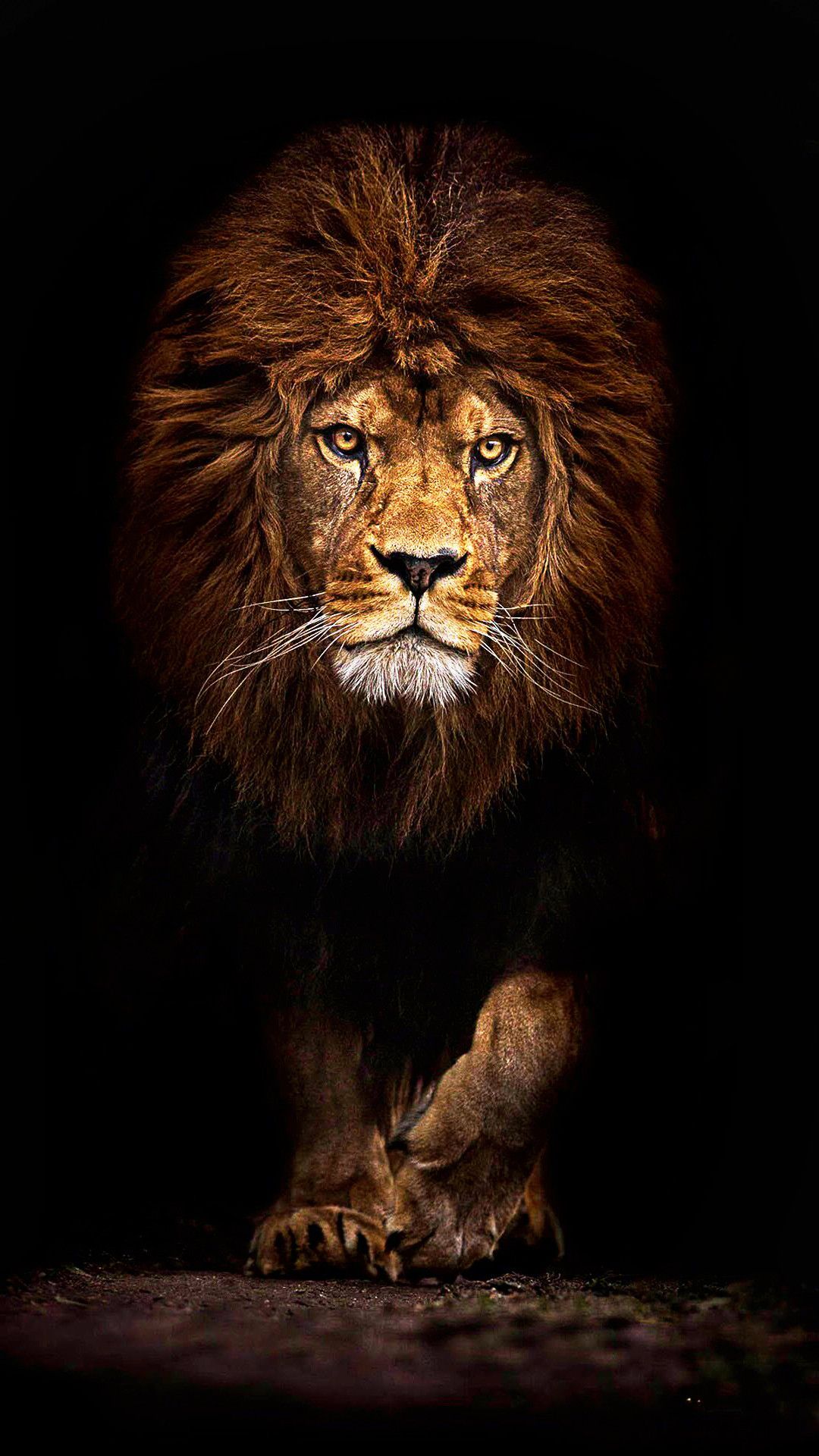 Amazing Lion Wallpapers