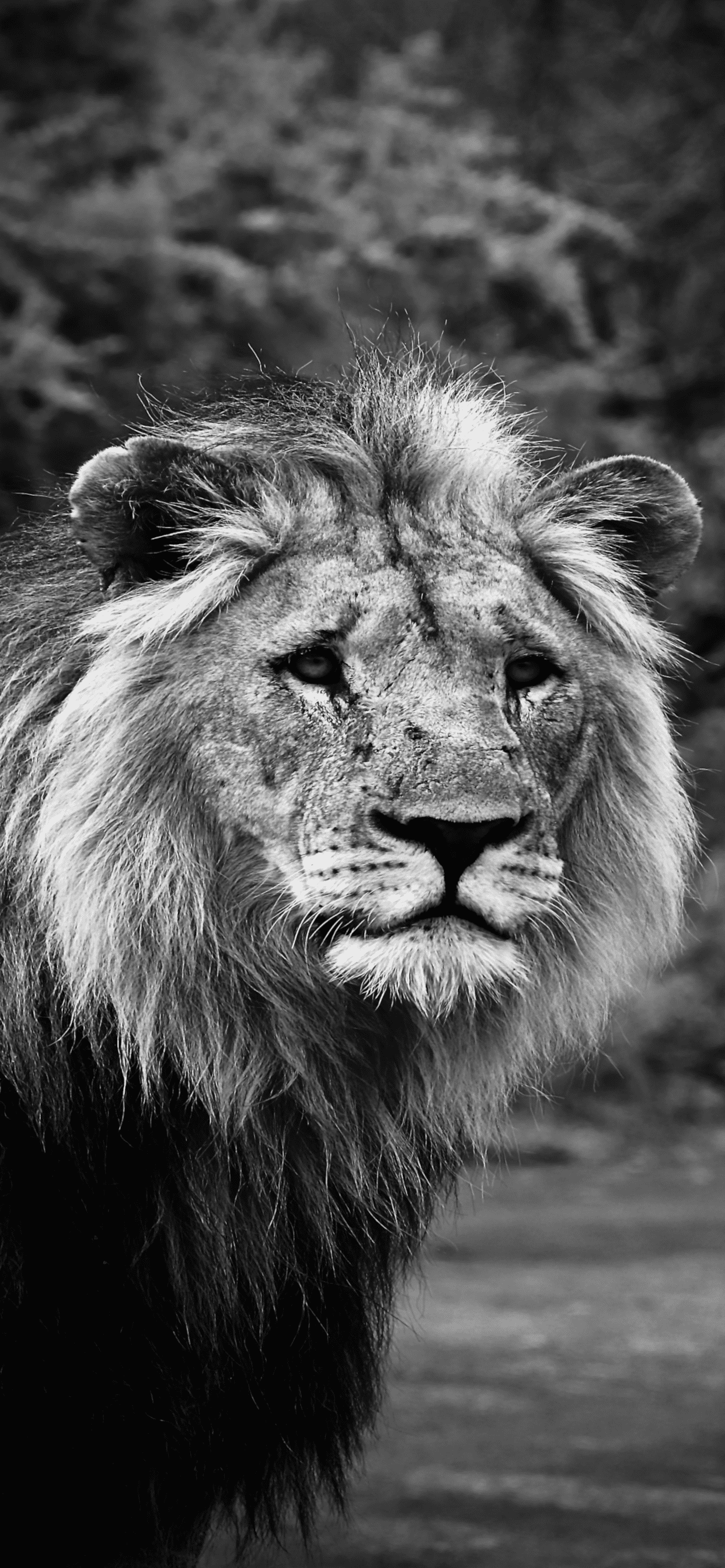 Amazing Lion Wallpapers