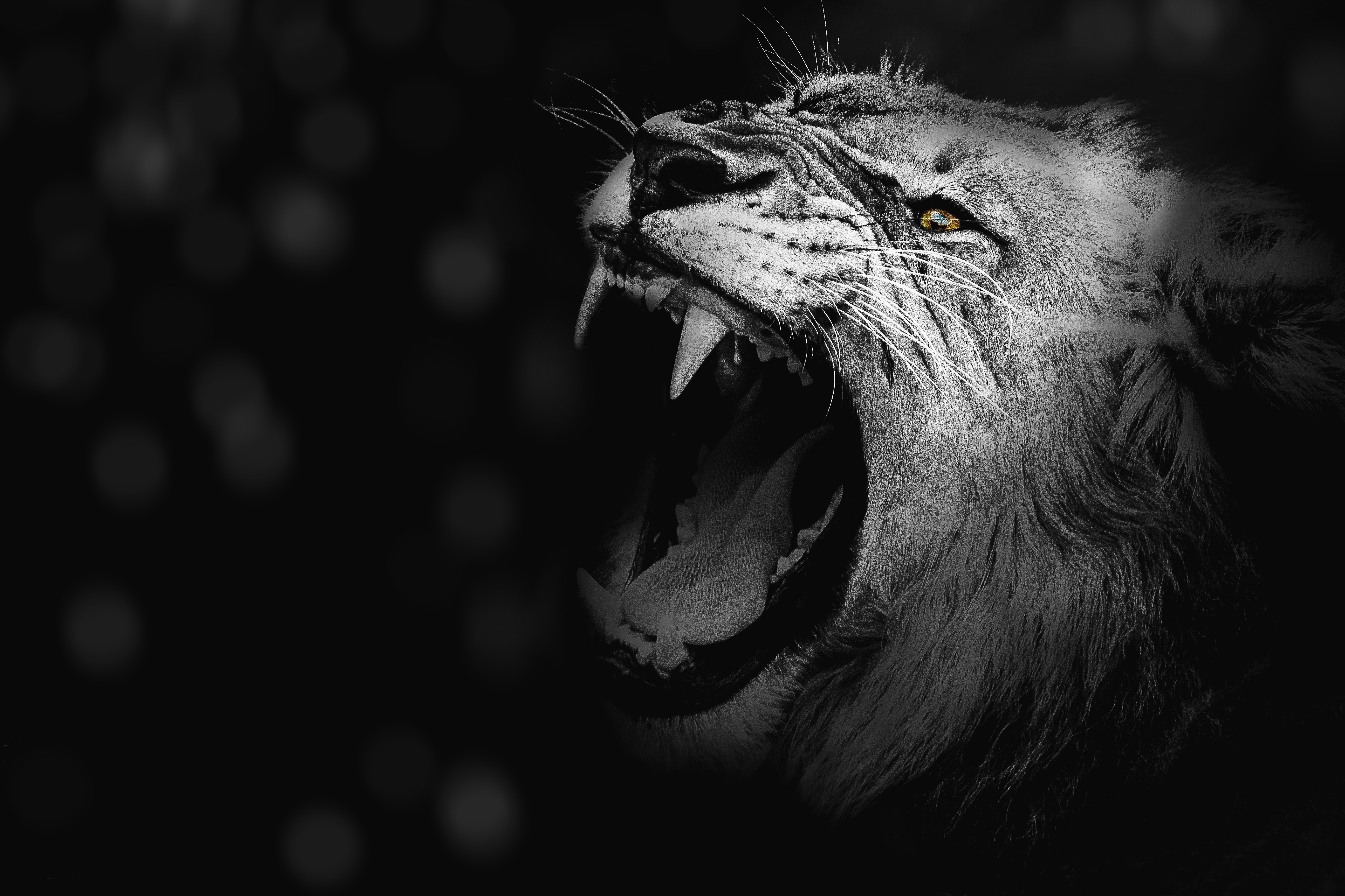 Amazing Lion Wallpapers