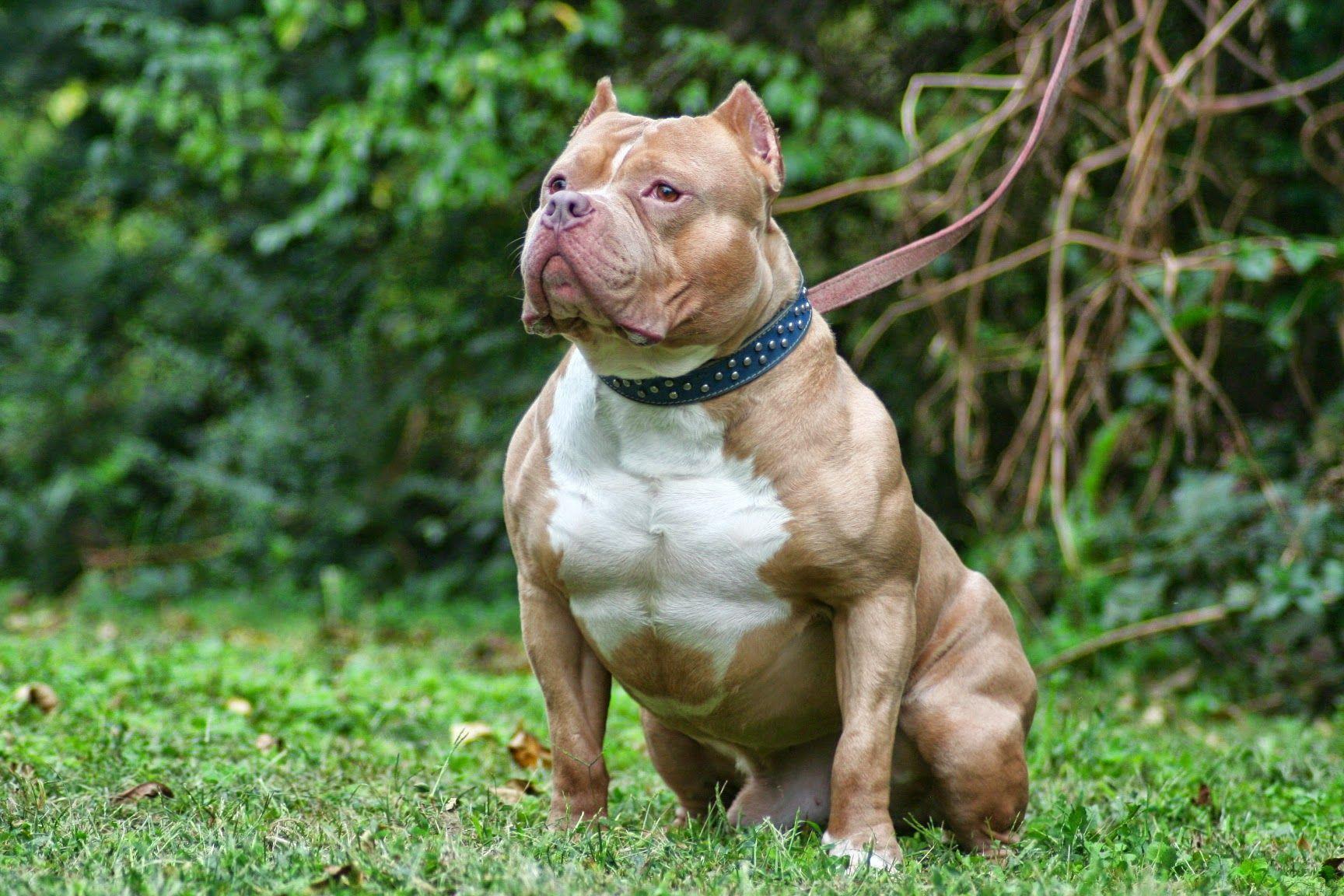 American Bully Wallpapers