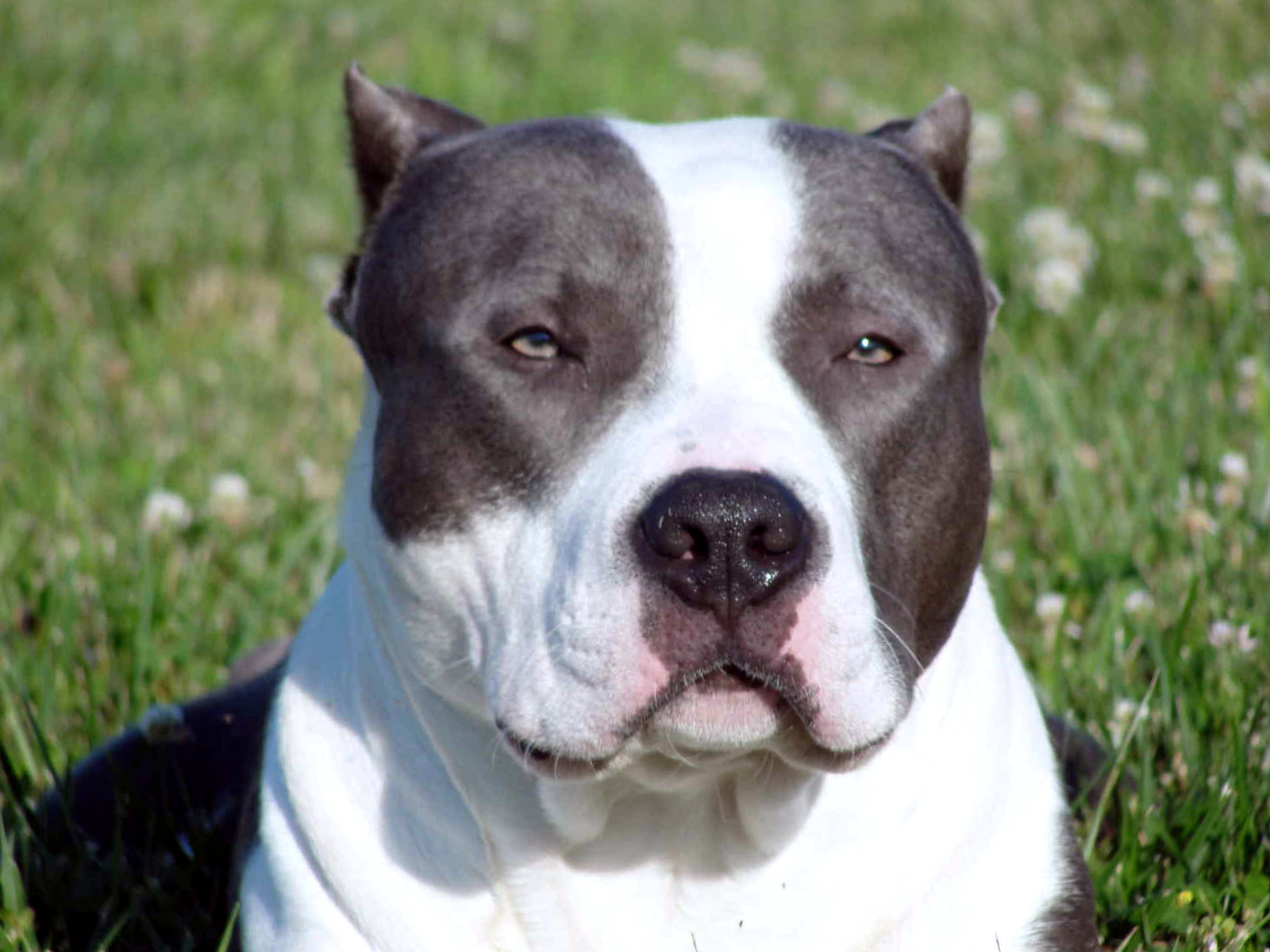 American Bully Wallpapers