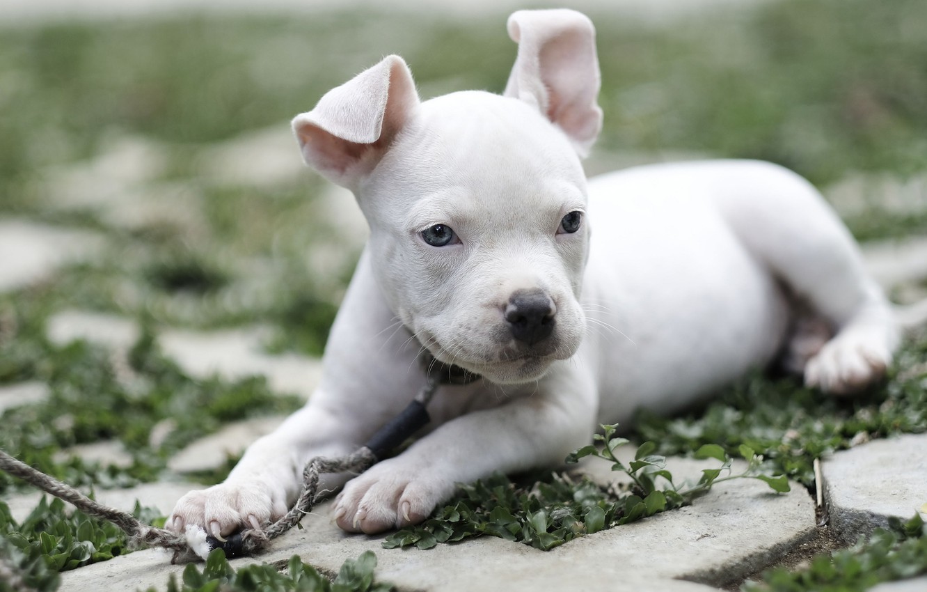 American Bully Wallpapers