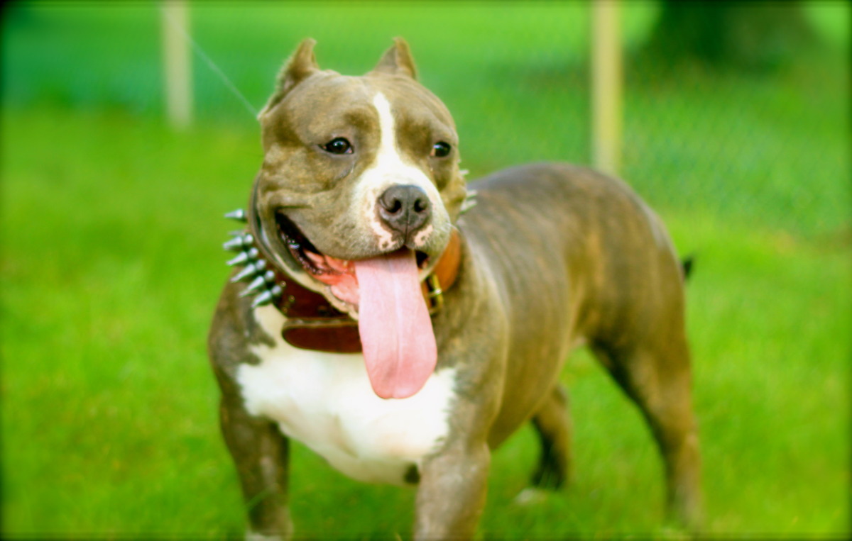 American Bully Wallpapers