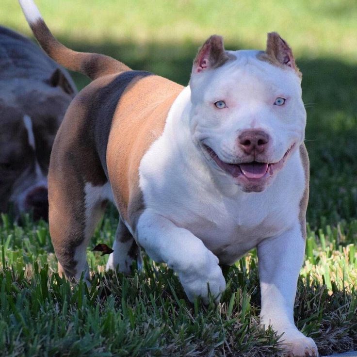 American Bully Wallpapers