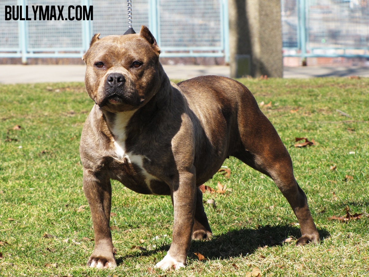 American Bully Wallpapers