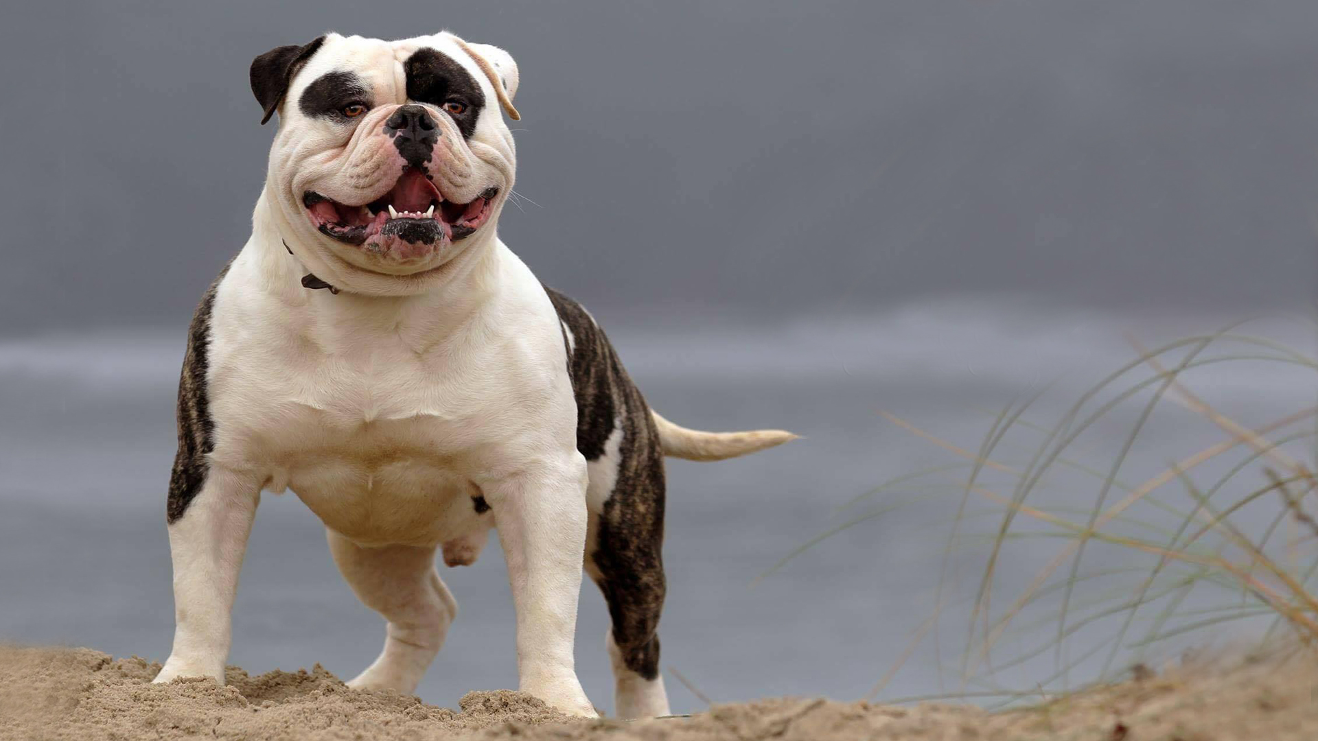 American Bully Wallpapers