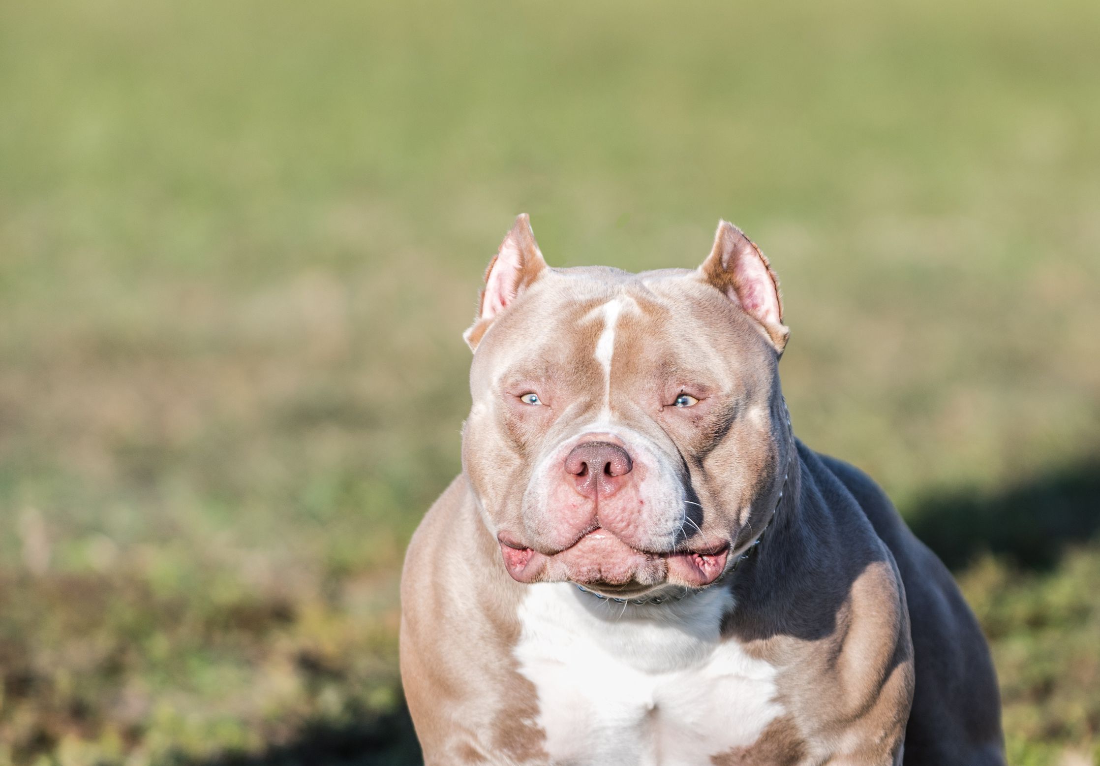 American Bully Wallpapers