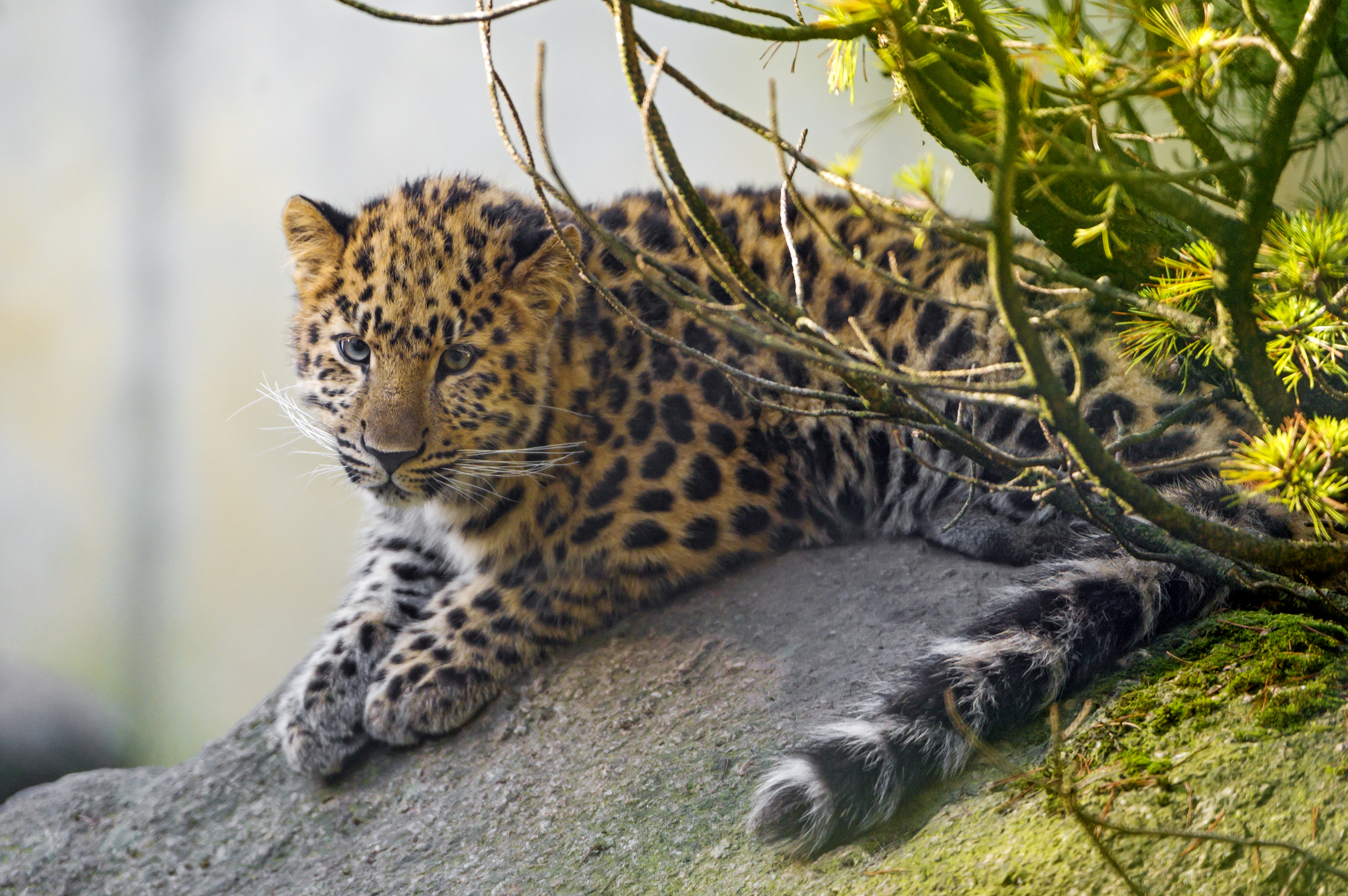 Amur Leopard Wallpapers