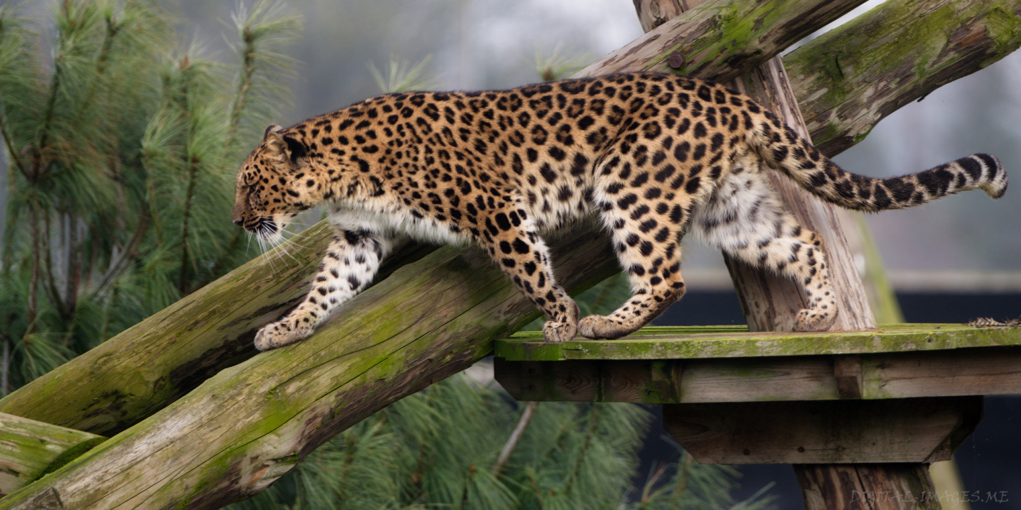 Amur Leopard Wallpapers