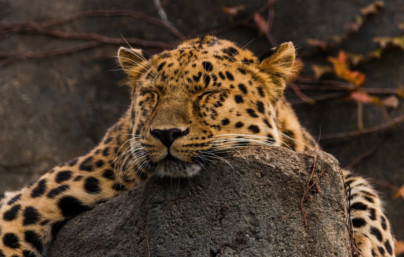 Amur Leopard Wallpapers