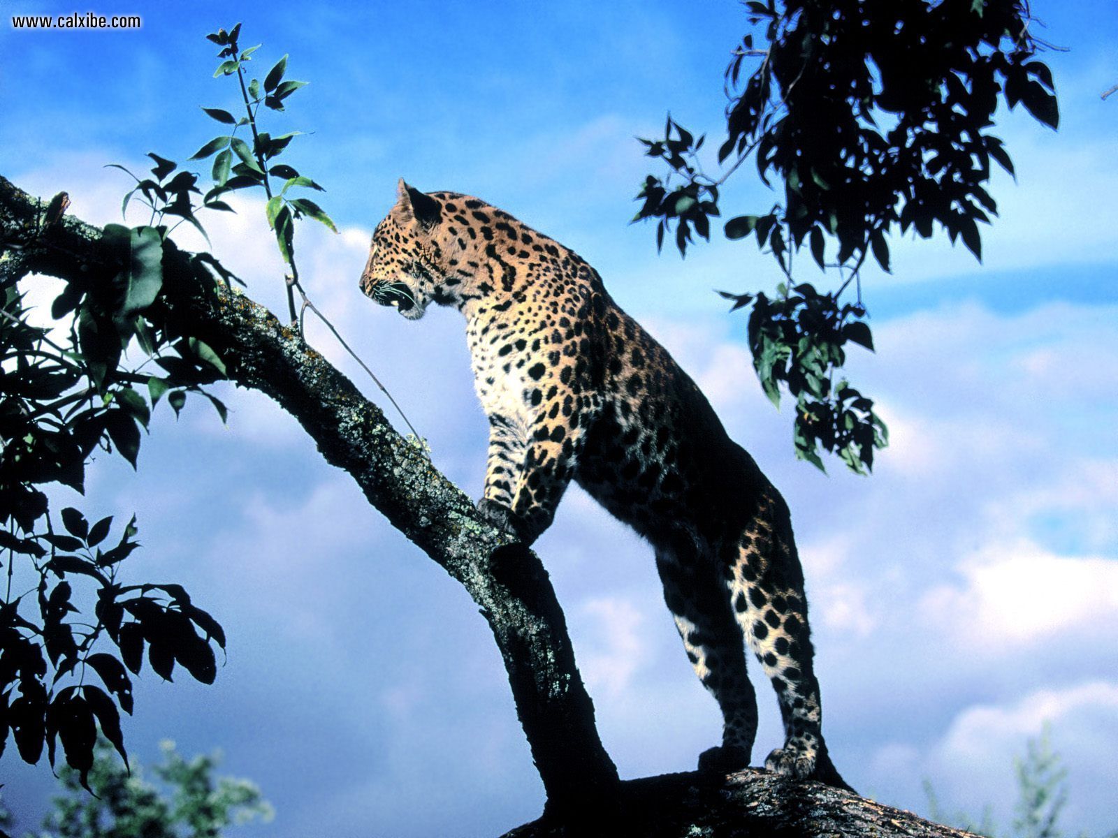 Amur Leopard Wallpapers