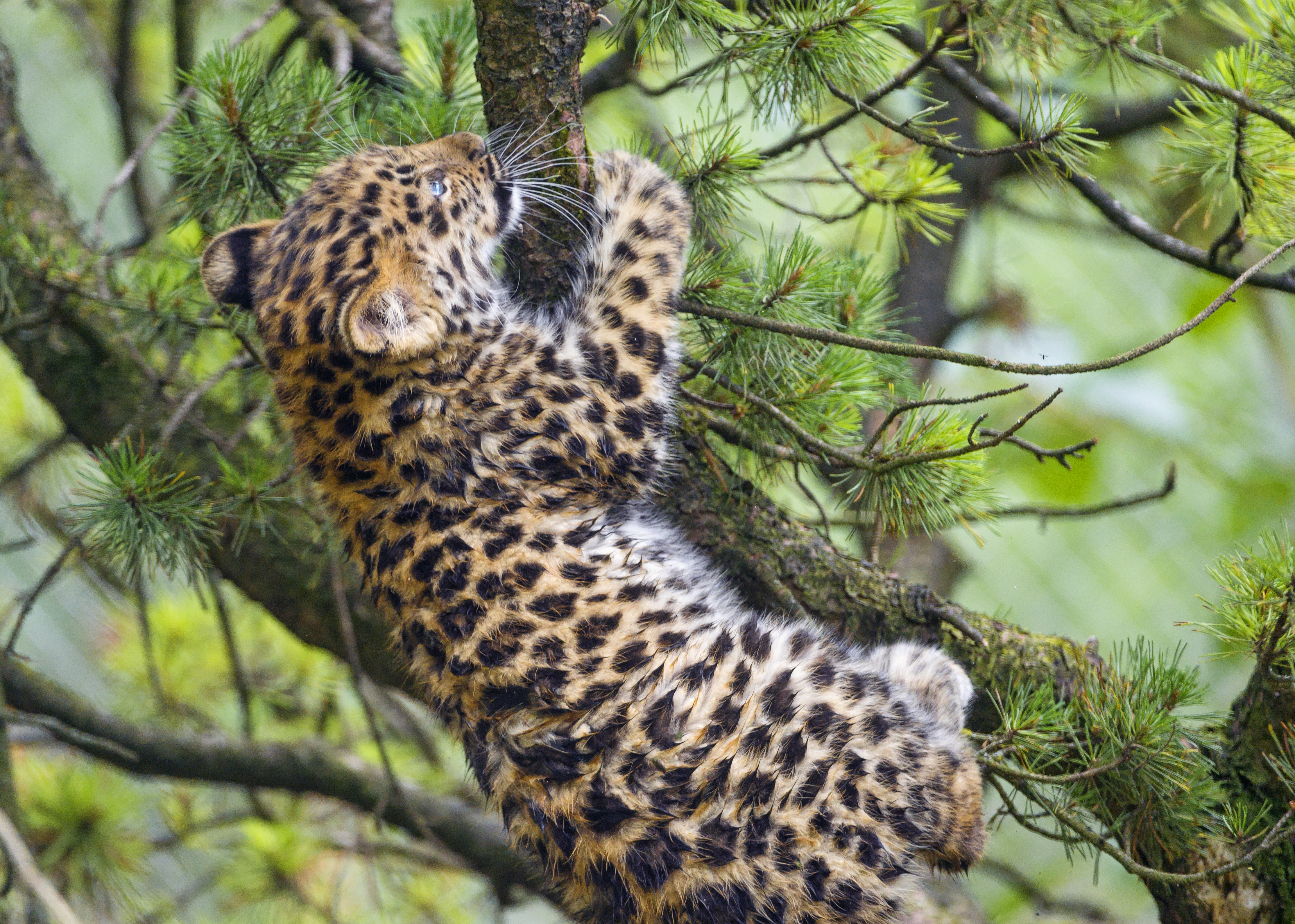 Amur Leopard Wallpapers