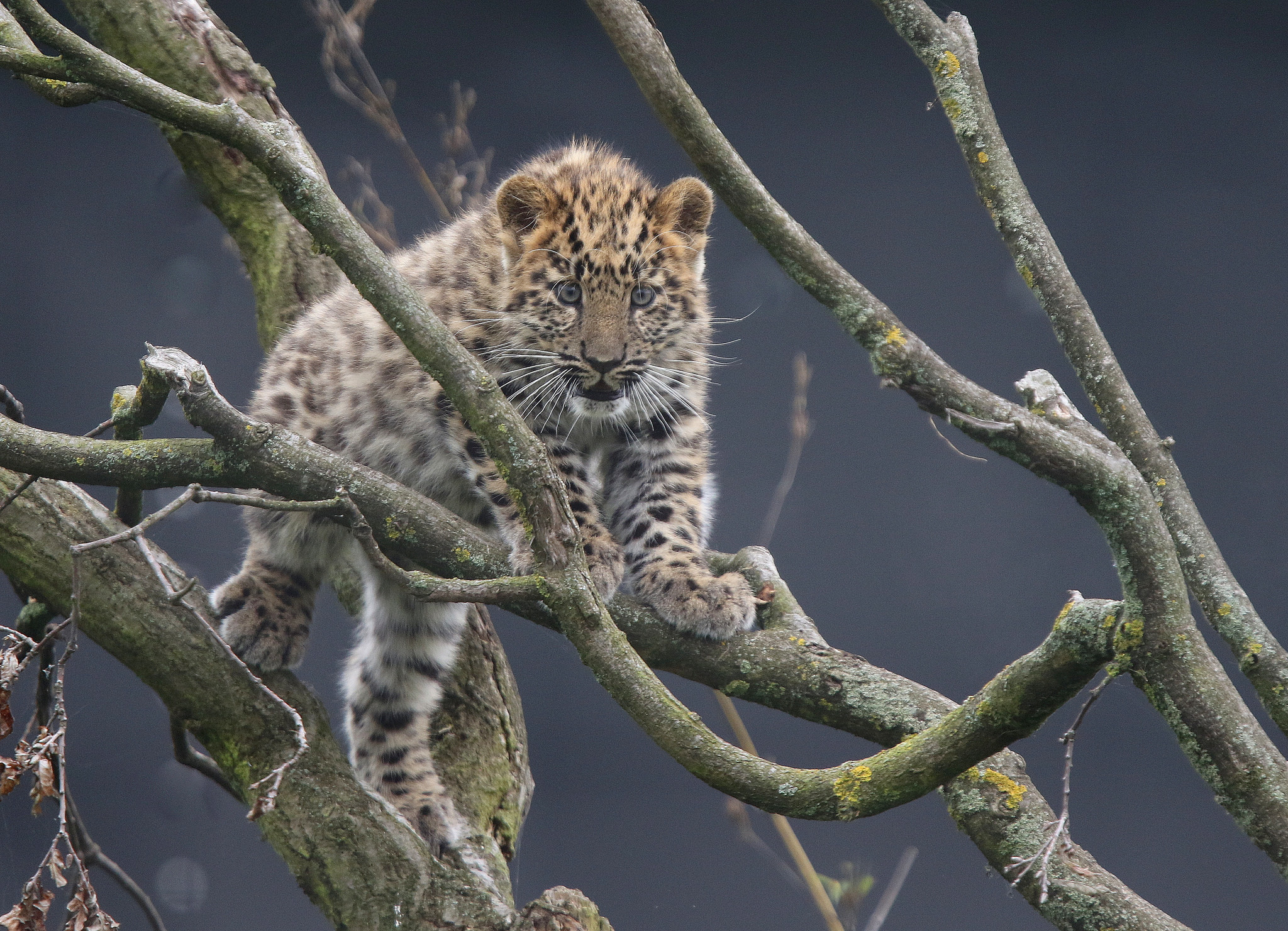 Amur Leopard Wallpapers