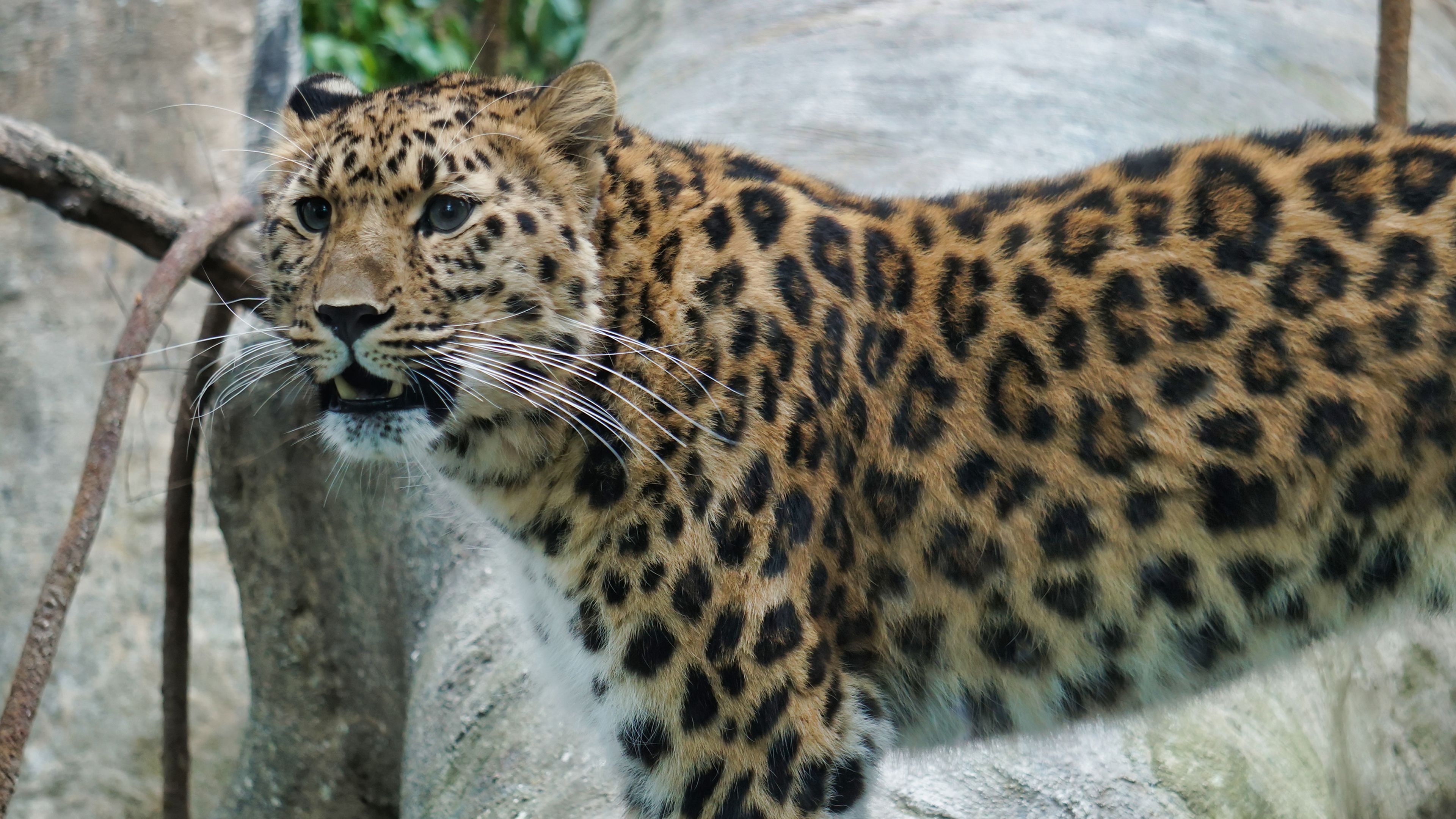 Amur Leopard Wallpapers