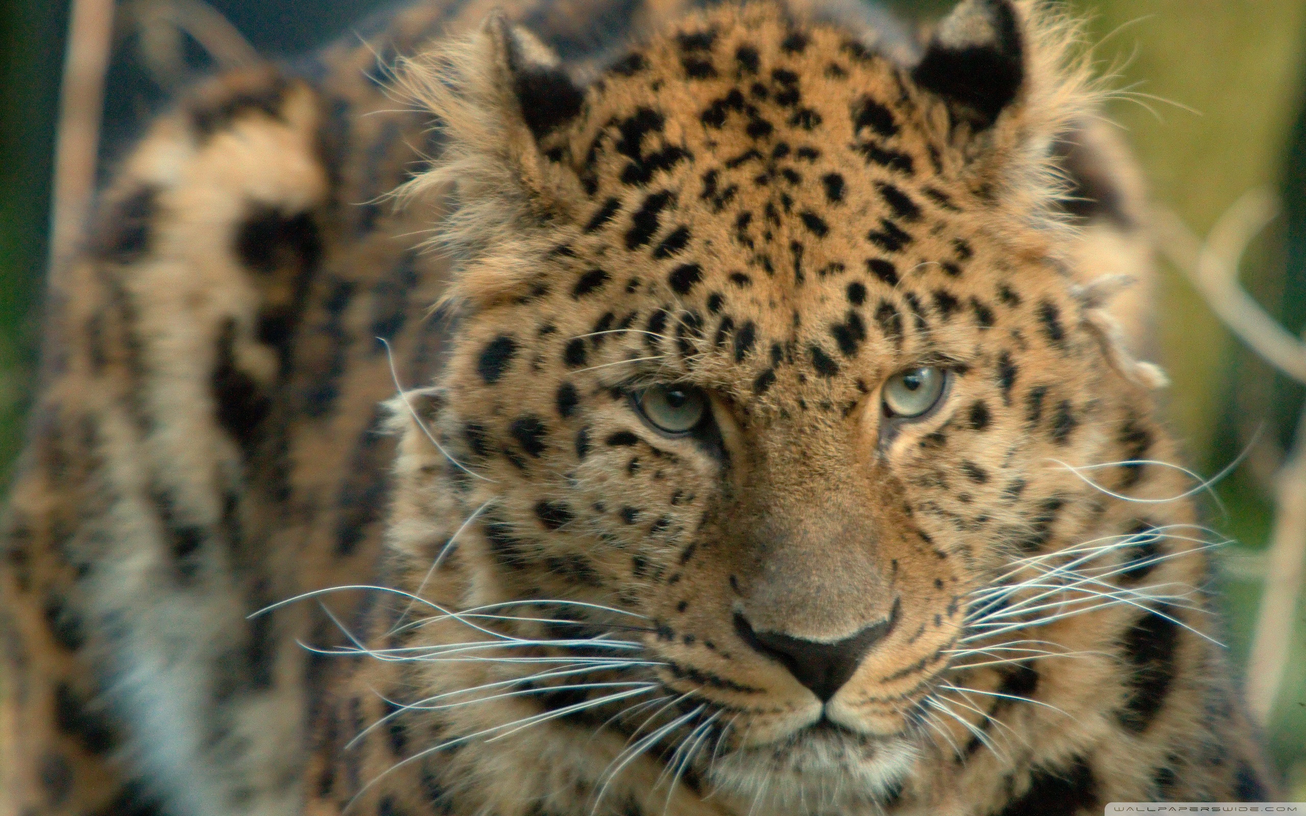 Amur Leopard Wallpapers