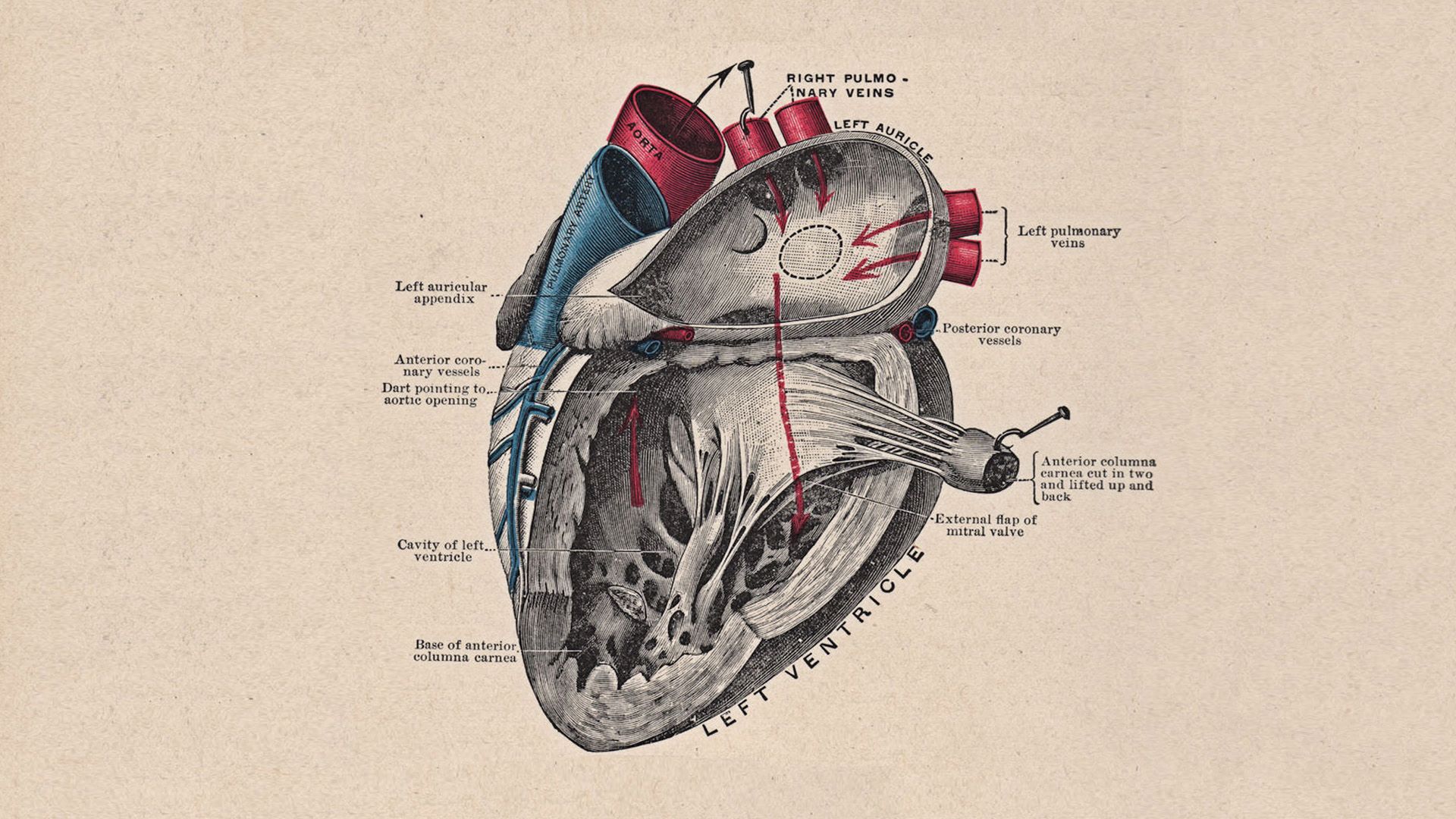 Anatomy And Physiology Wallpapers